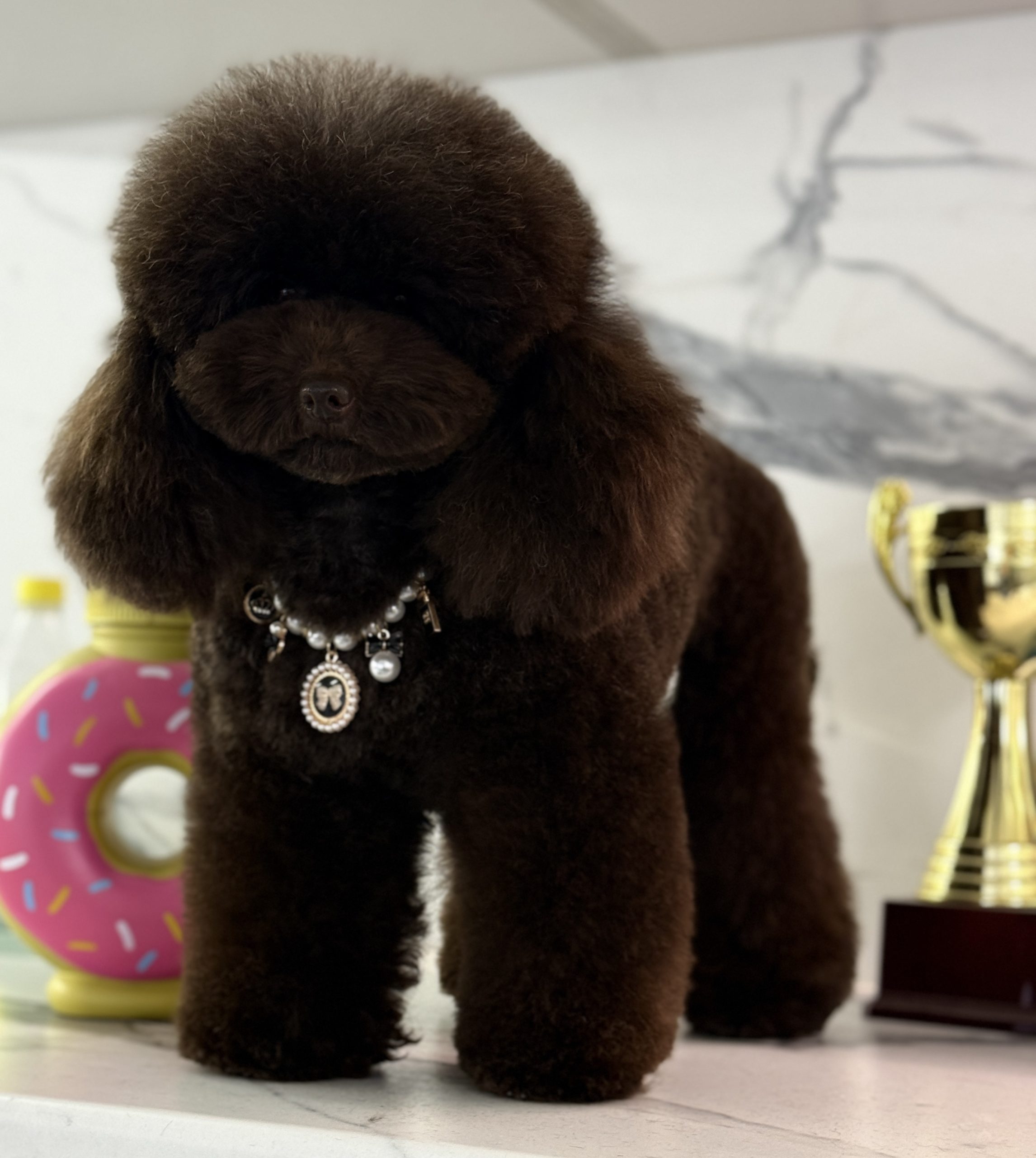 Mono-breed kennel of Toy Poodles in the Republic of Belarus , offers puppies selected breeding