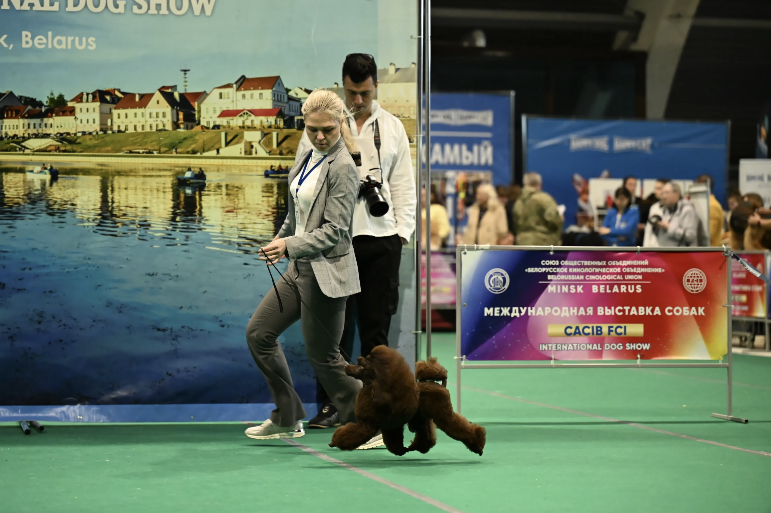 Пудель той коричневого окраса выставка собак класс щенки