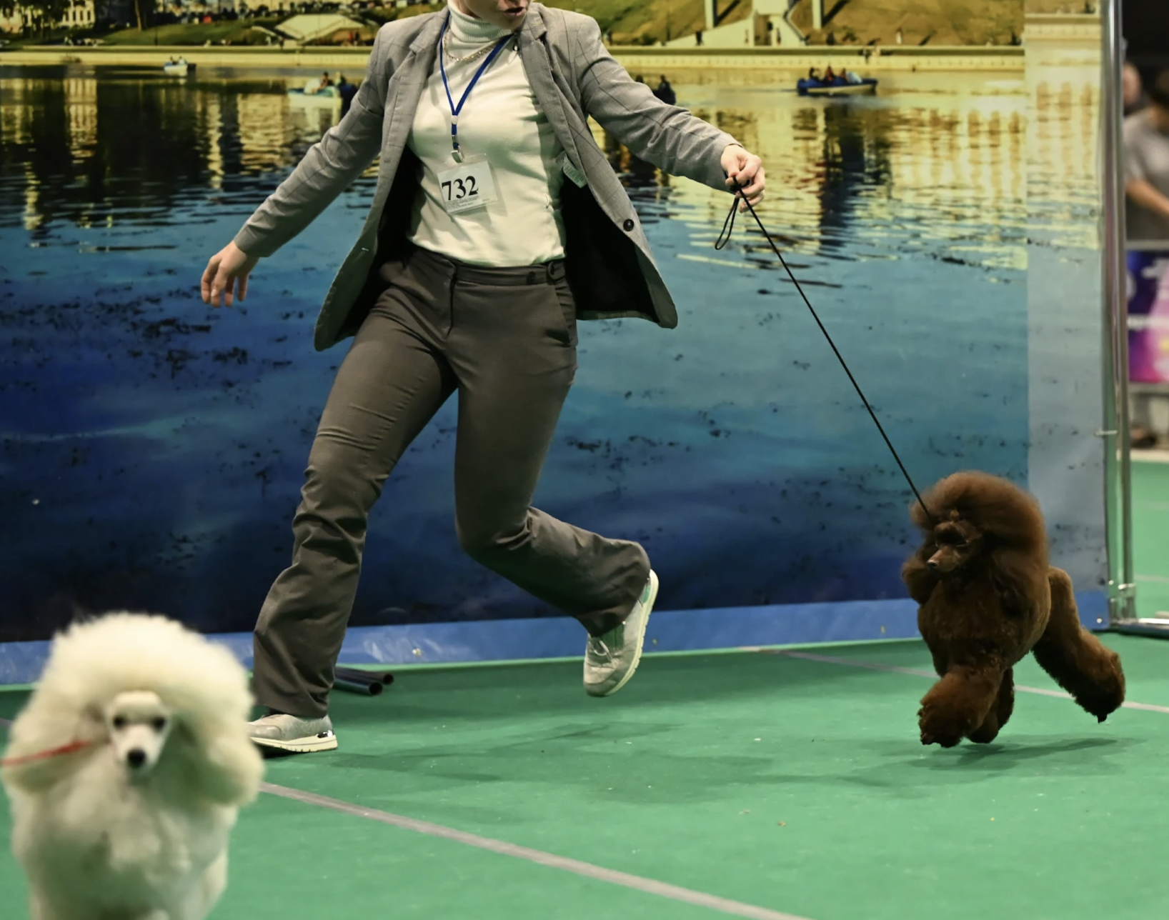 poodle toy for sale belarus minsk щенки той пуделя