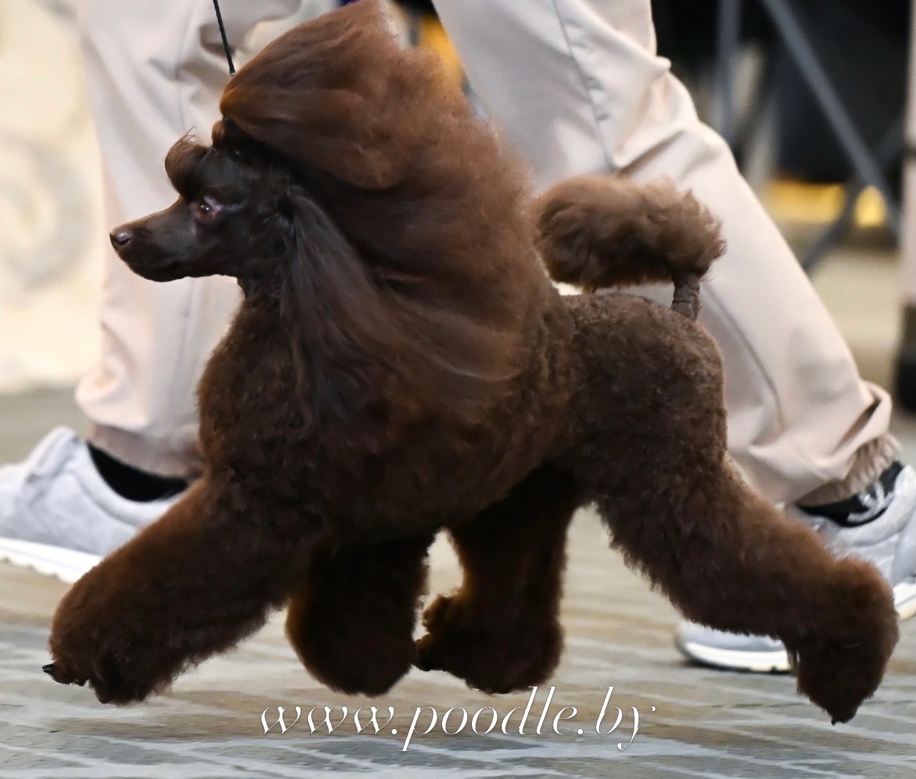 chocolate toy poodle puppies for sale Minsk Belarus
