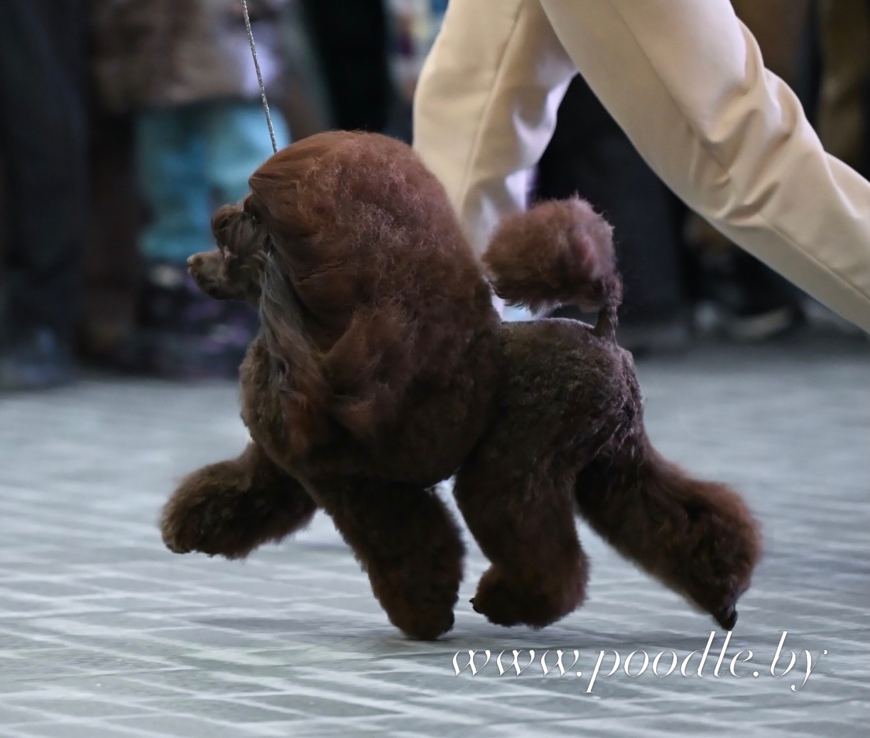 male puddle toy brown available Minsk Belarus