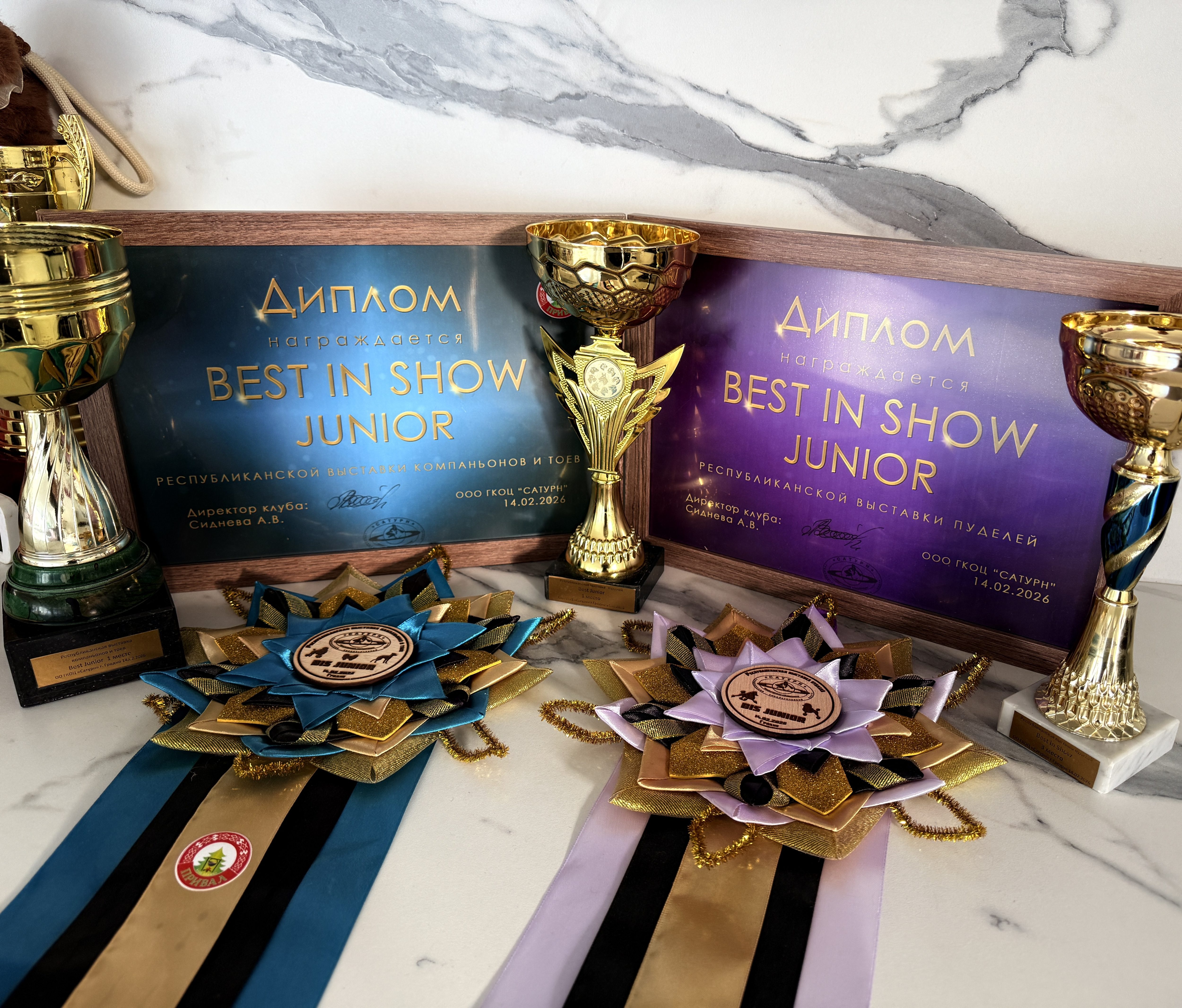 pudel toy chocolate okrasa kupit vieu minsk belarusians