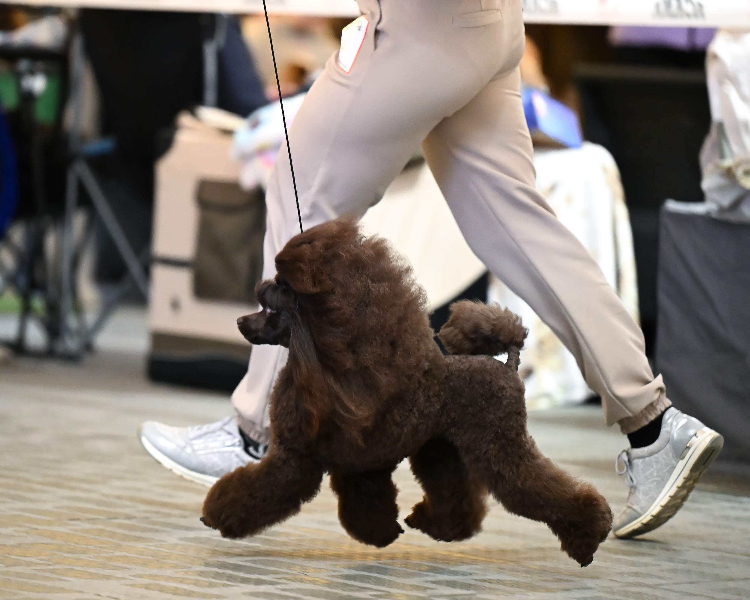 Чемпионат по породе пудель