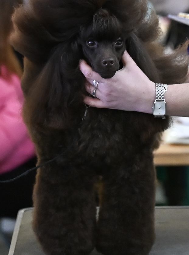 poodle toy for sale belarus minsk щенки той пуделя купить в минске