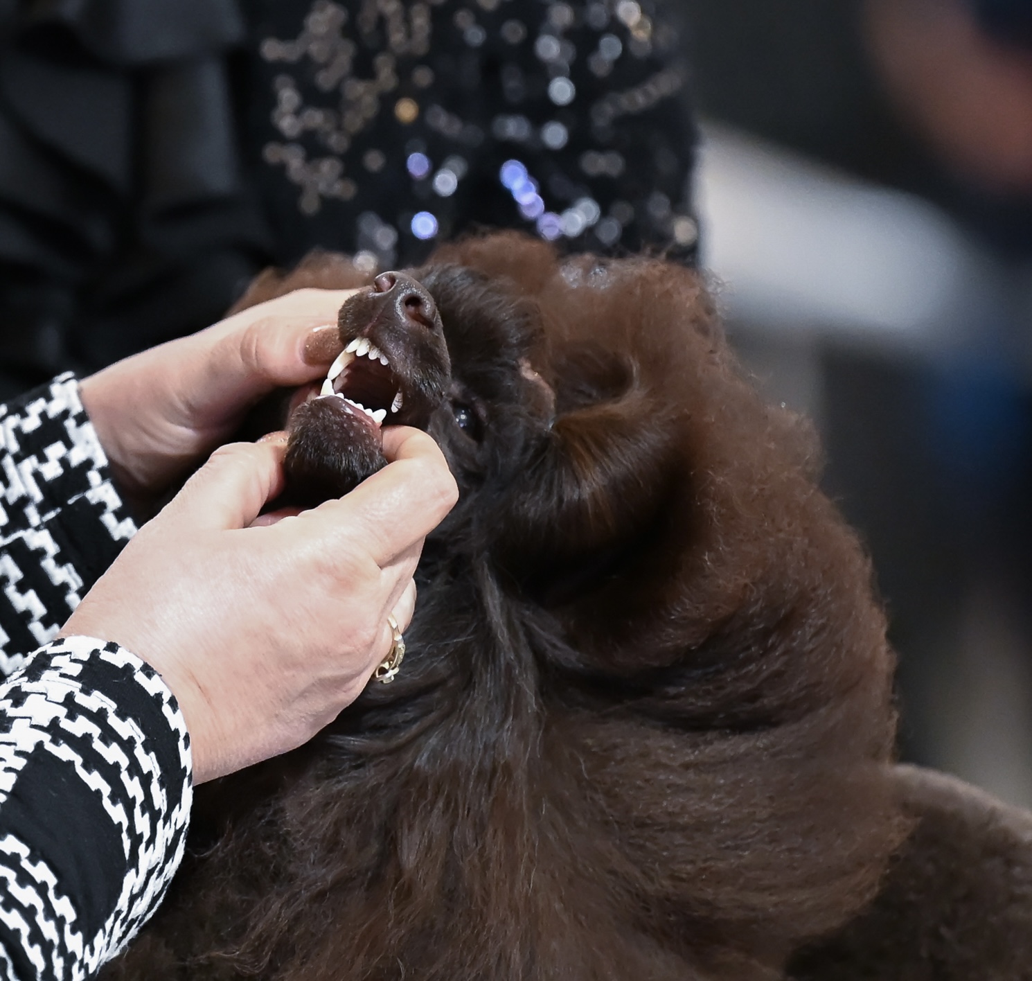 male puddle toy brown available Minsk Belarus