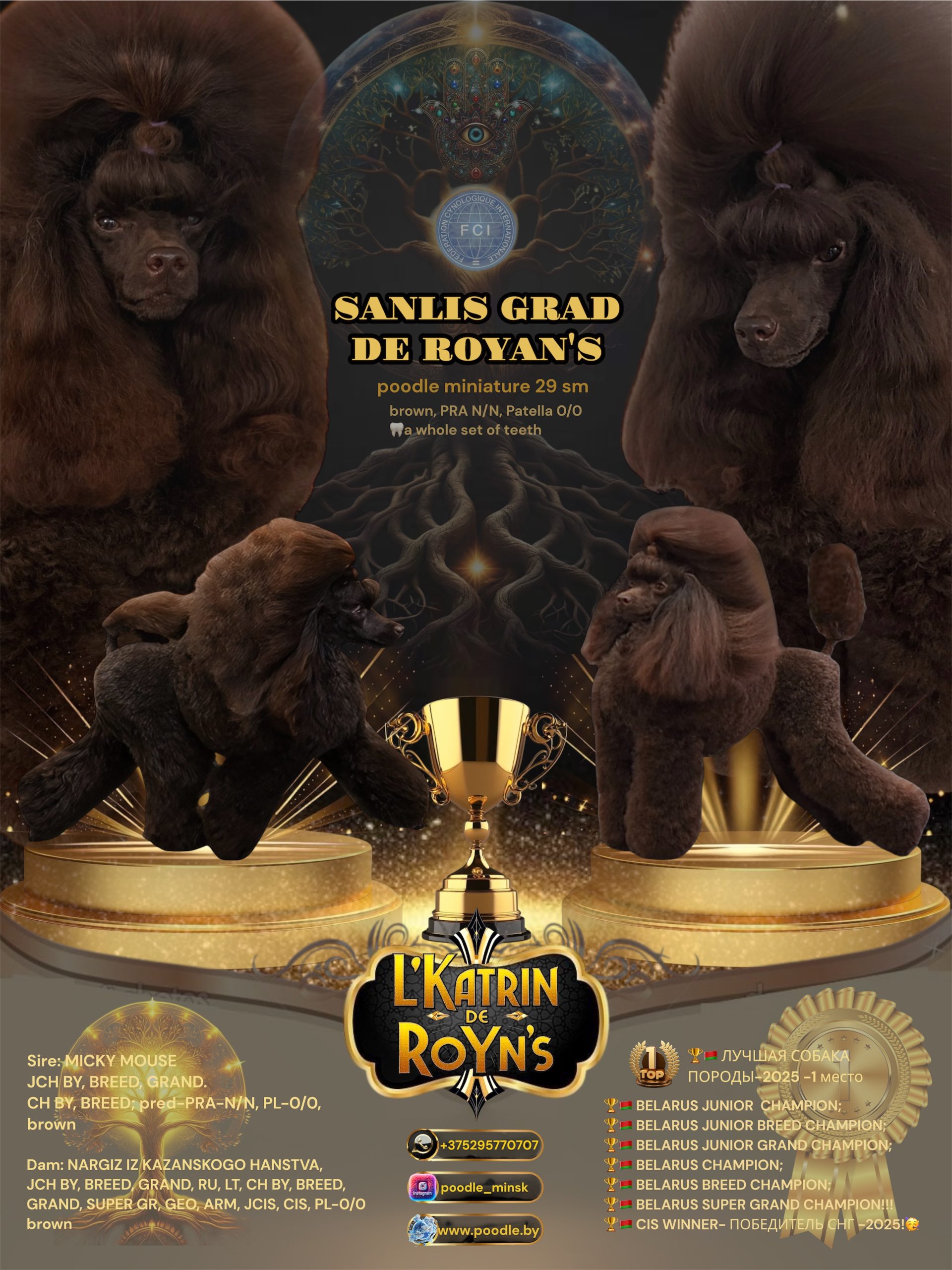 SANLIS GRAD DE ROYNS POODLE brown пудель миниатюрный кобель на вязку Беларусь