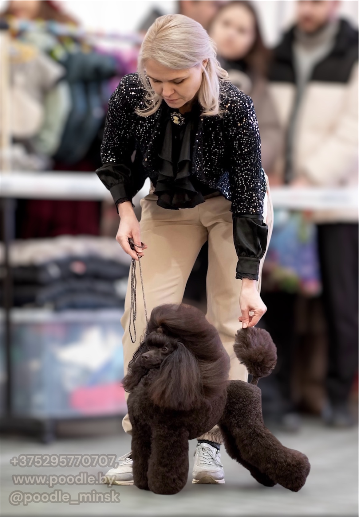 SANLIS GRAD DE ROYNS POODLE brown пудель миниатюрный кобель на вязку Беларусь