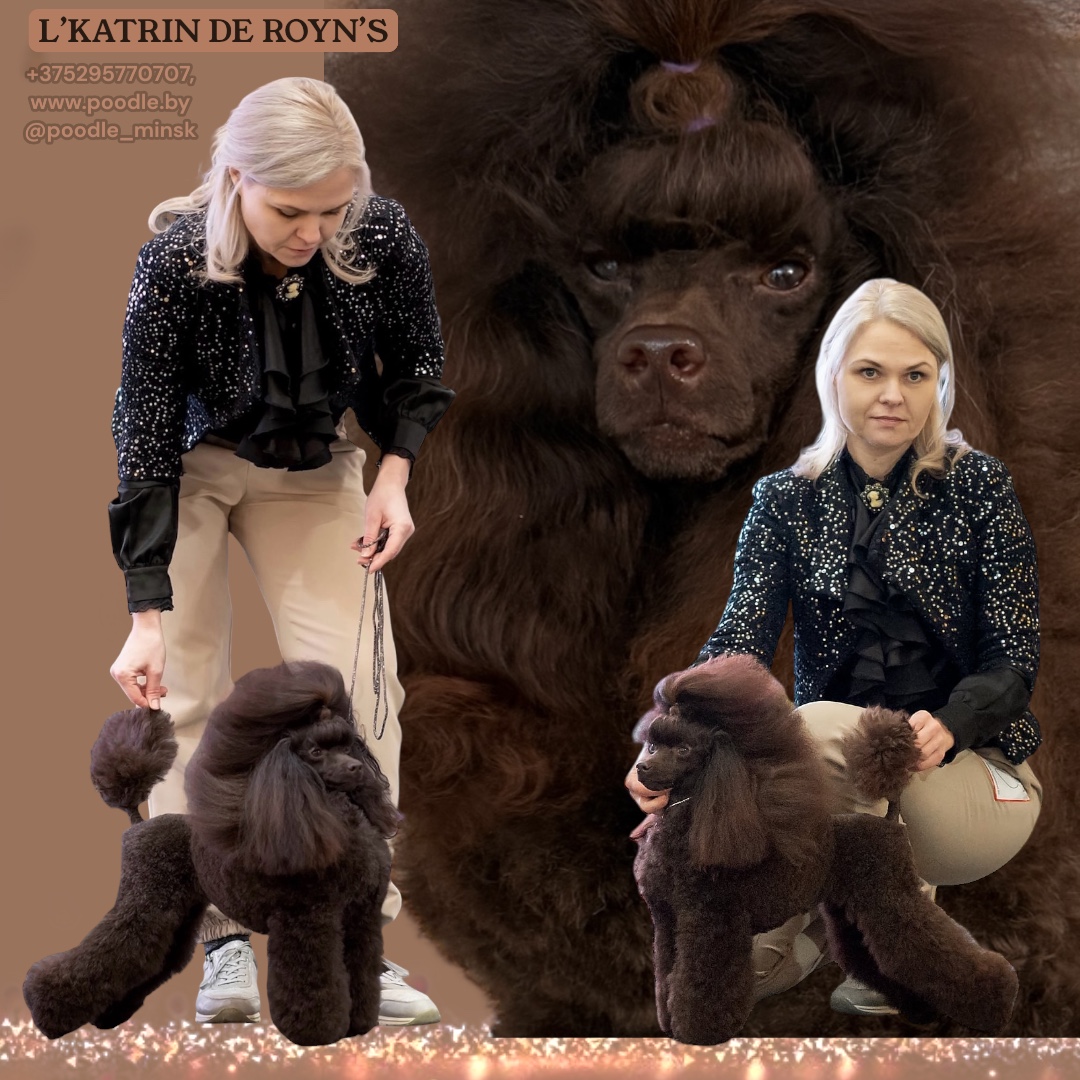 chocolate toy poodle puppies for sale Minsk Belarus