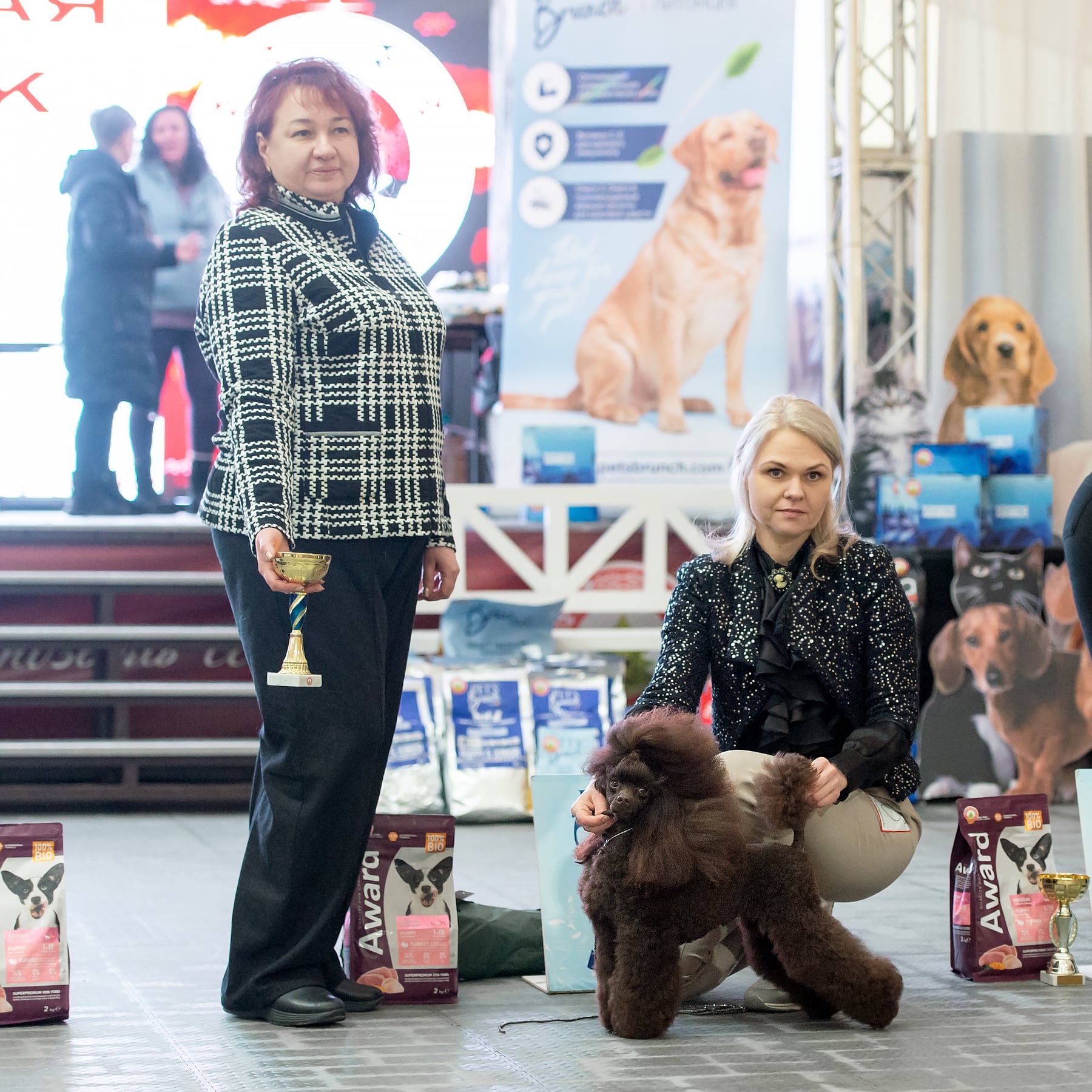 SANLIS GRAD DE ROYNS POODLE brown пудель миниатюрный кобель на вязку Беларусь