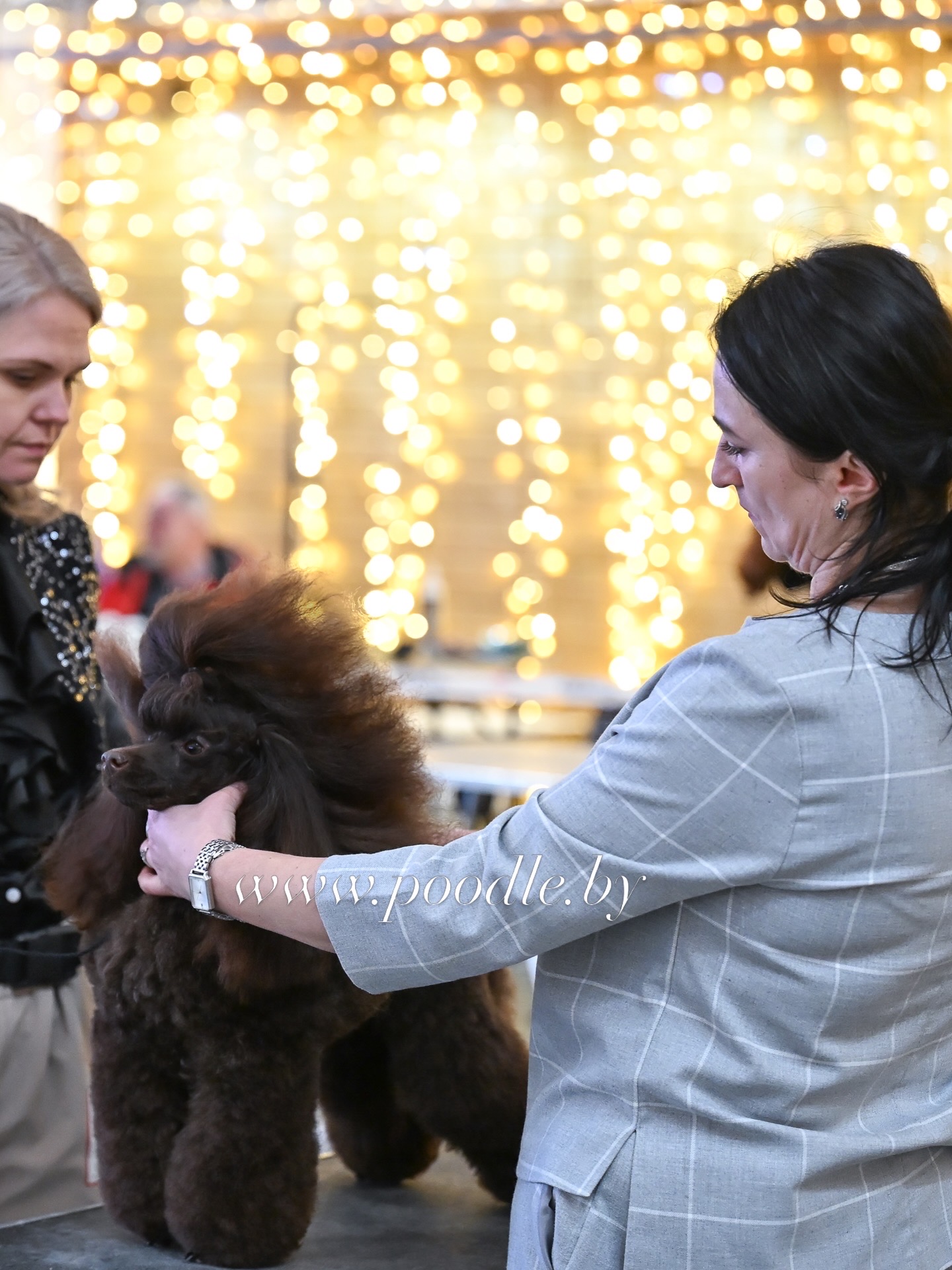 poodle toy for sale belarus minsk щенки той пуделя купить в минске