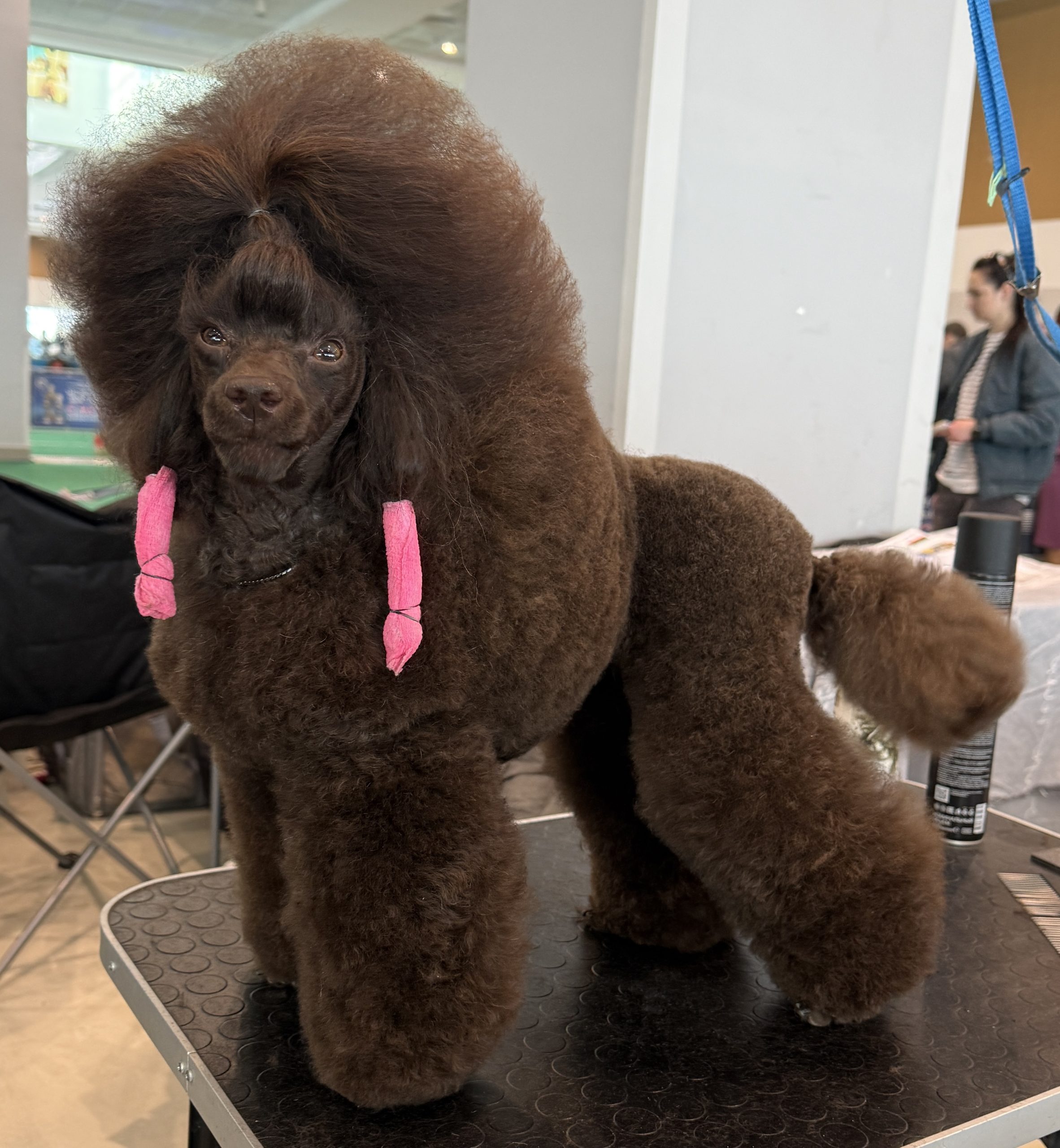 Международная выставка собак (CACIB) 28.02 —1.03.202