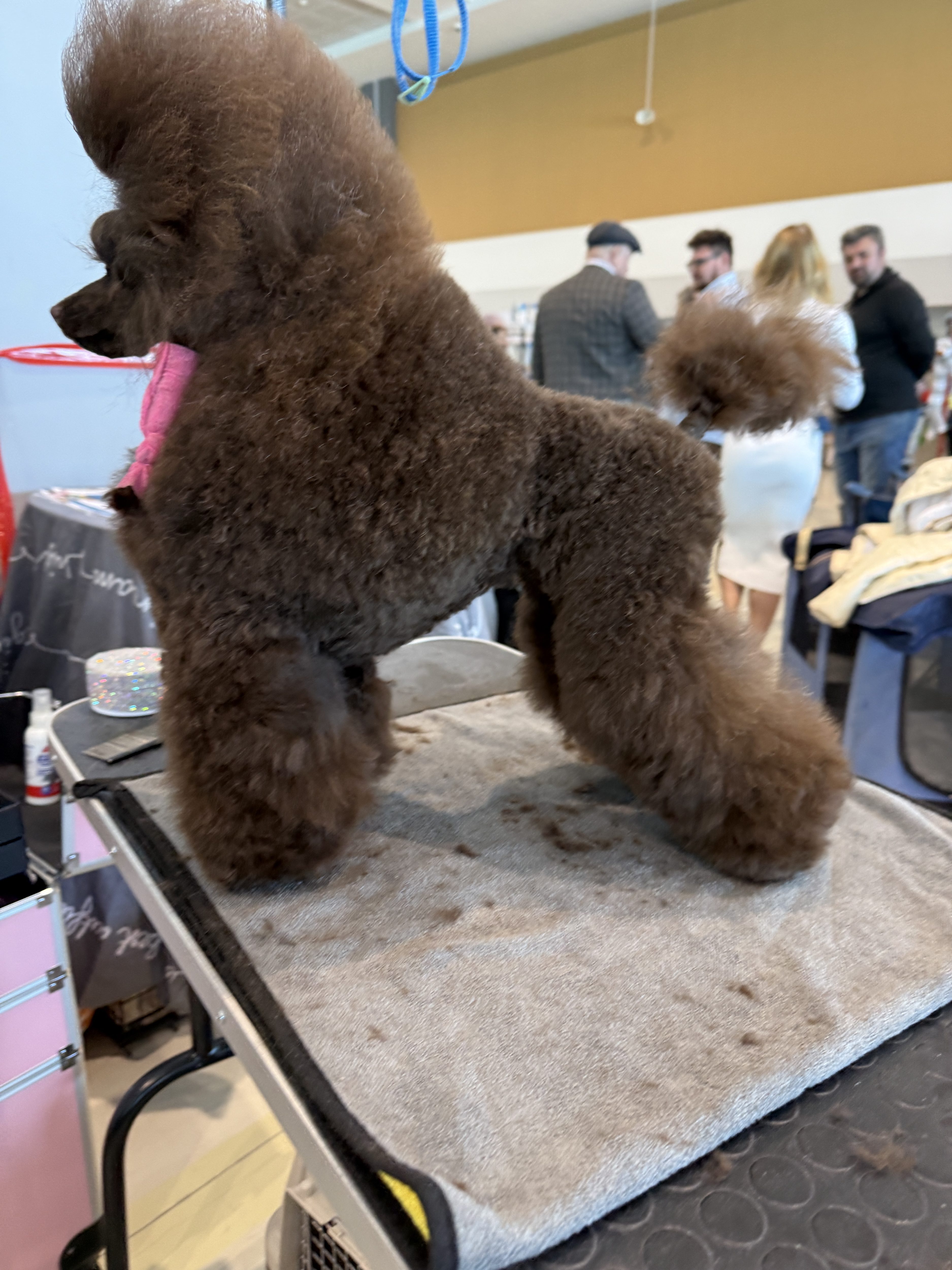TALISMAN FORTUNA L'KATRIN DE'ROYN'S Mono-breed kennel of Toy Poodles in the Republic of Belarus , offers puppies selected breeding
