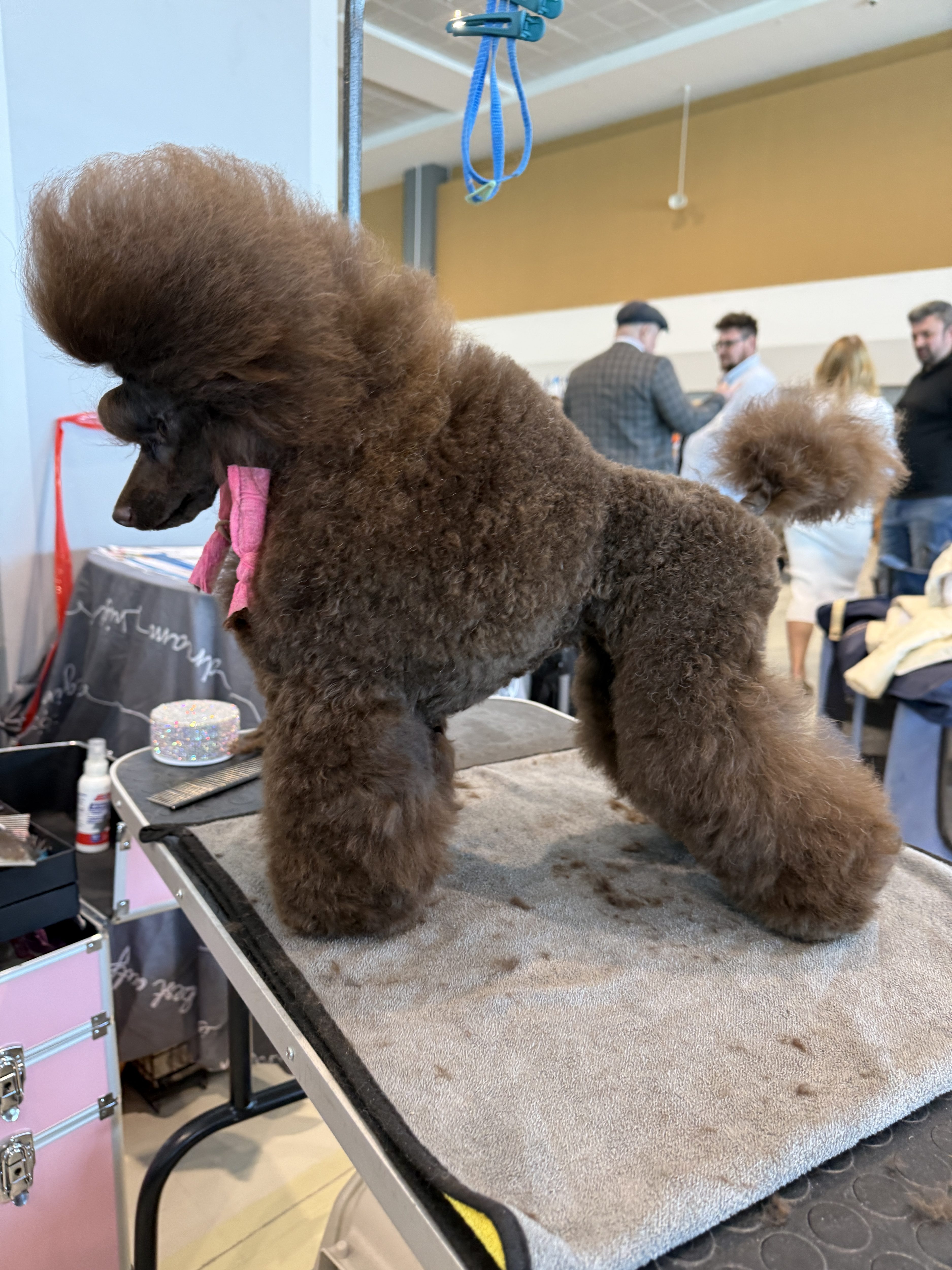 Международная выставка собак (CACIB) 28.02 —1.03.2026