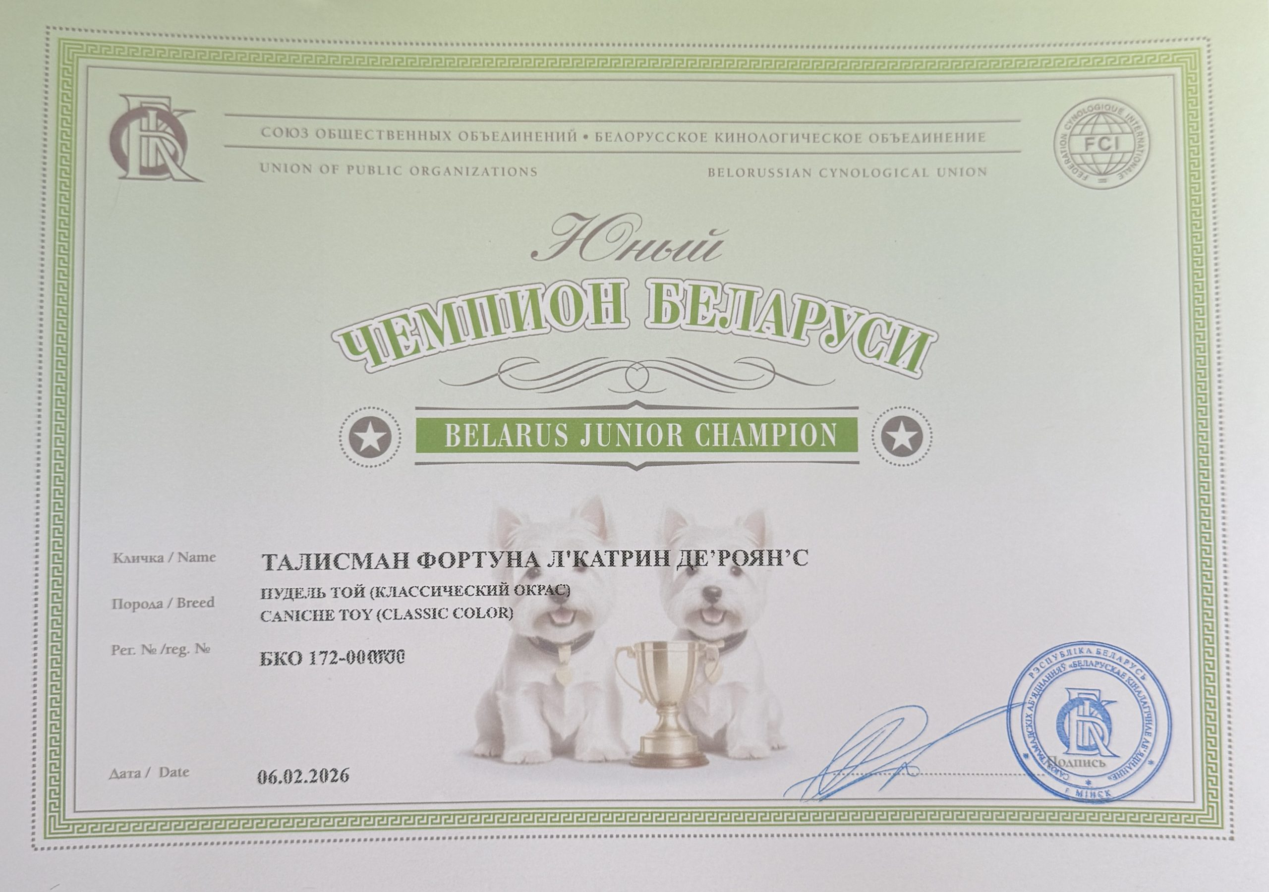 poodle toy for sale belarus minsk щенки той пуделя купить в минске