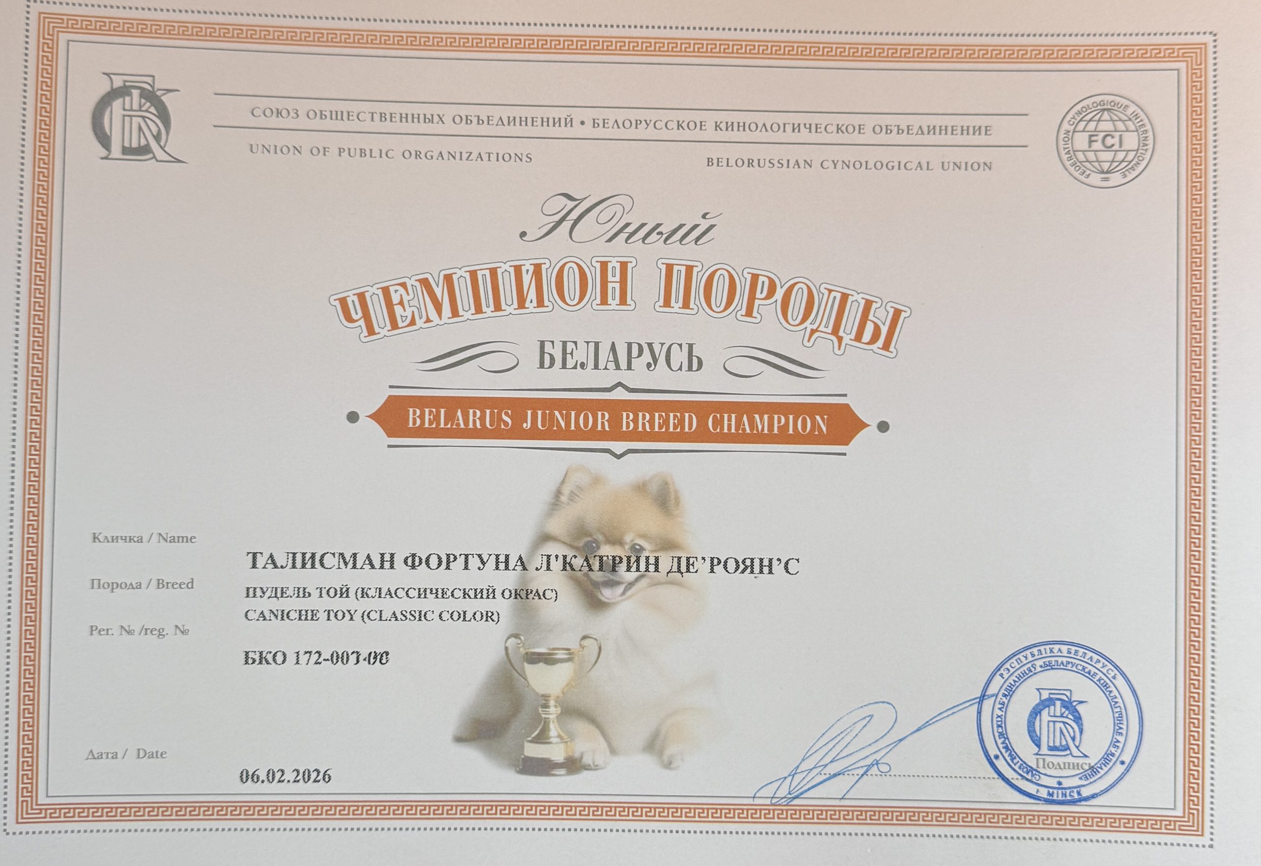 poodle toy for sale belarus minsk щенки той пуделя купить в минске