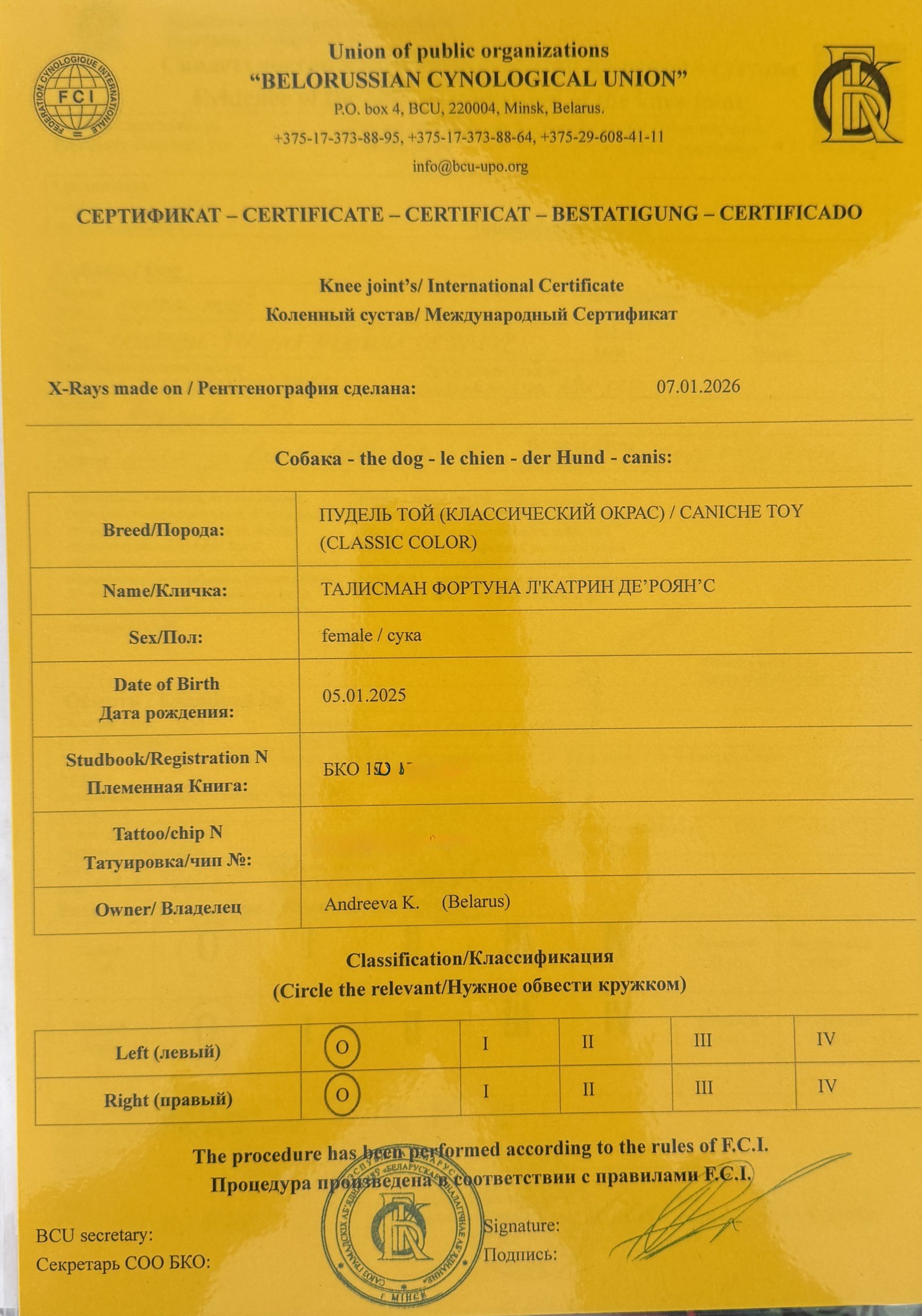 pudel toy chocolate okrasa kupit vieu minsk belarusians