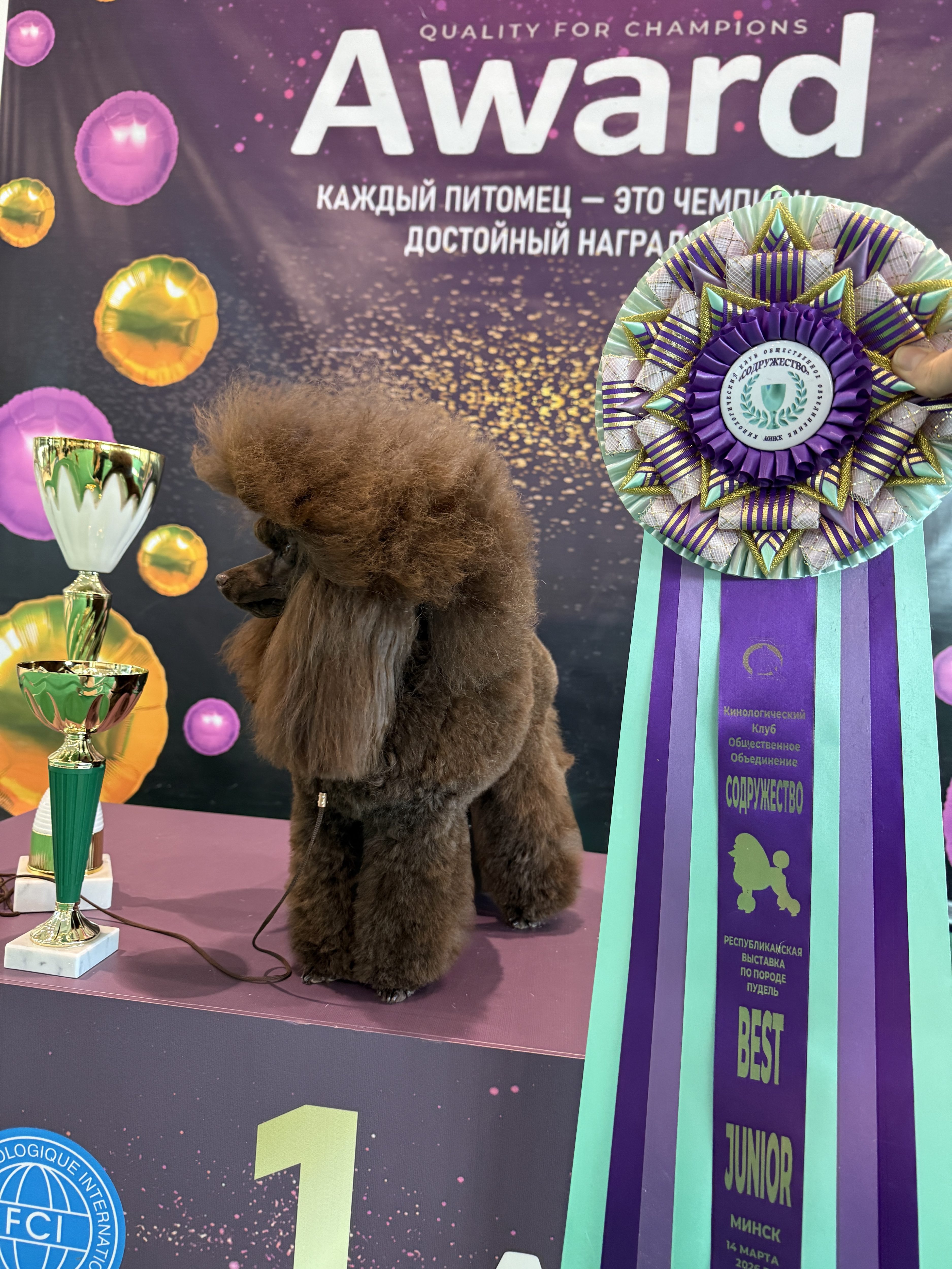 Клуб «Содружество» Номер по каталогу 14 Класс юниор 🐾L’Katrin De RoYns Talisman Fortuna 14 месяцев Судья в ринге: уважаемый Белкин Алексей ( Россия) 🏆EX-1 🏆JCAC 🏆BEST JUNIOR 🏆BOB 🏆BEST IN SHOW JUNIOR -1 🏆BEST IN SHOW - R BIS 💖 Огромное спасибо эксперту за прекрасное описание моей собаки. И конечно, за высокую оценку в бэстах!