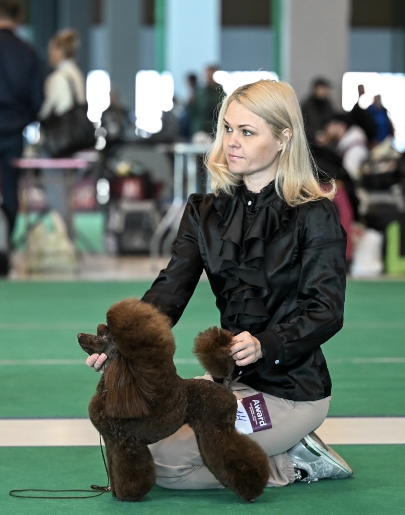kennel FCI poodle toy brown Belarus Minsk