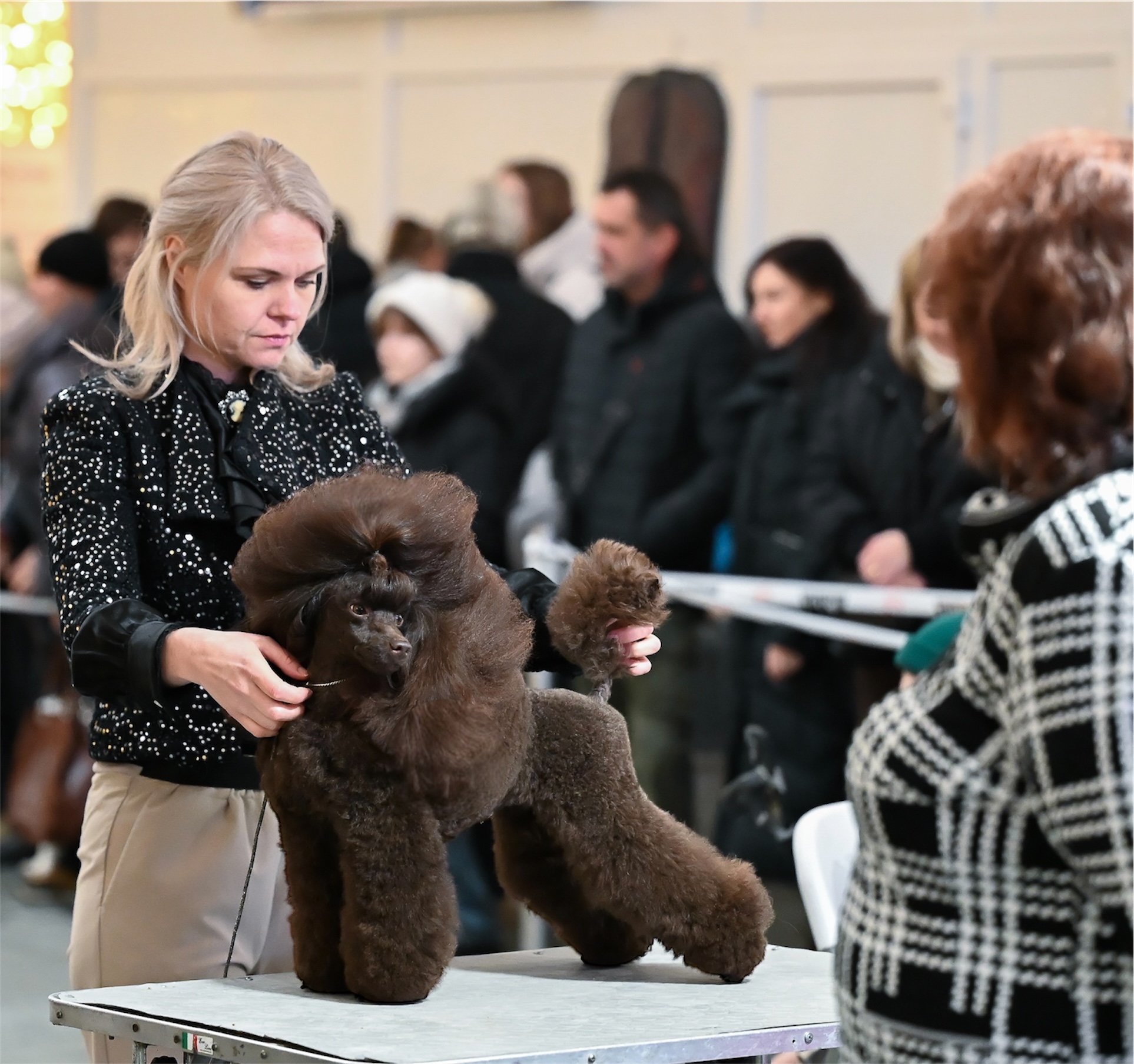 SANLIS GRAD DE ROYNS POODLE brown пудель миниатюрный кобель на вязку Беларусь