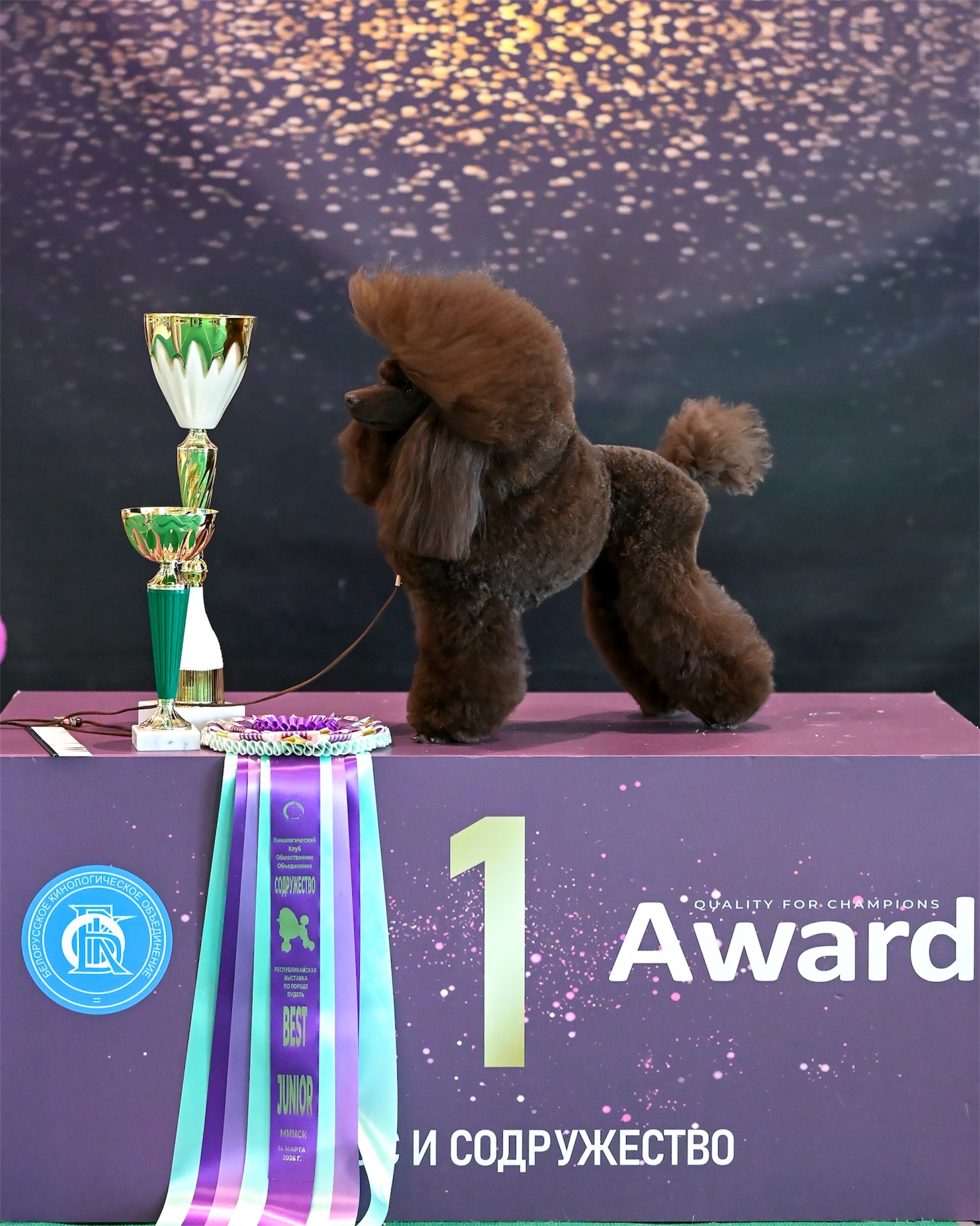 poodle toy for sale belarus minsk щенки той пуделя