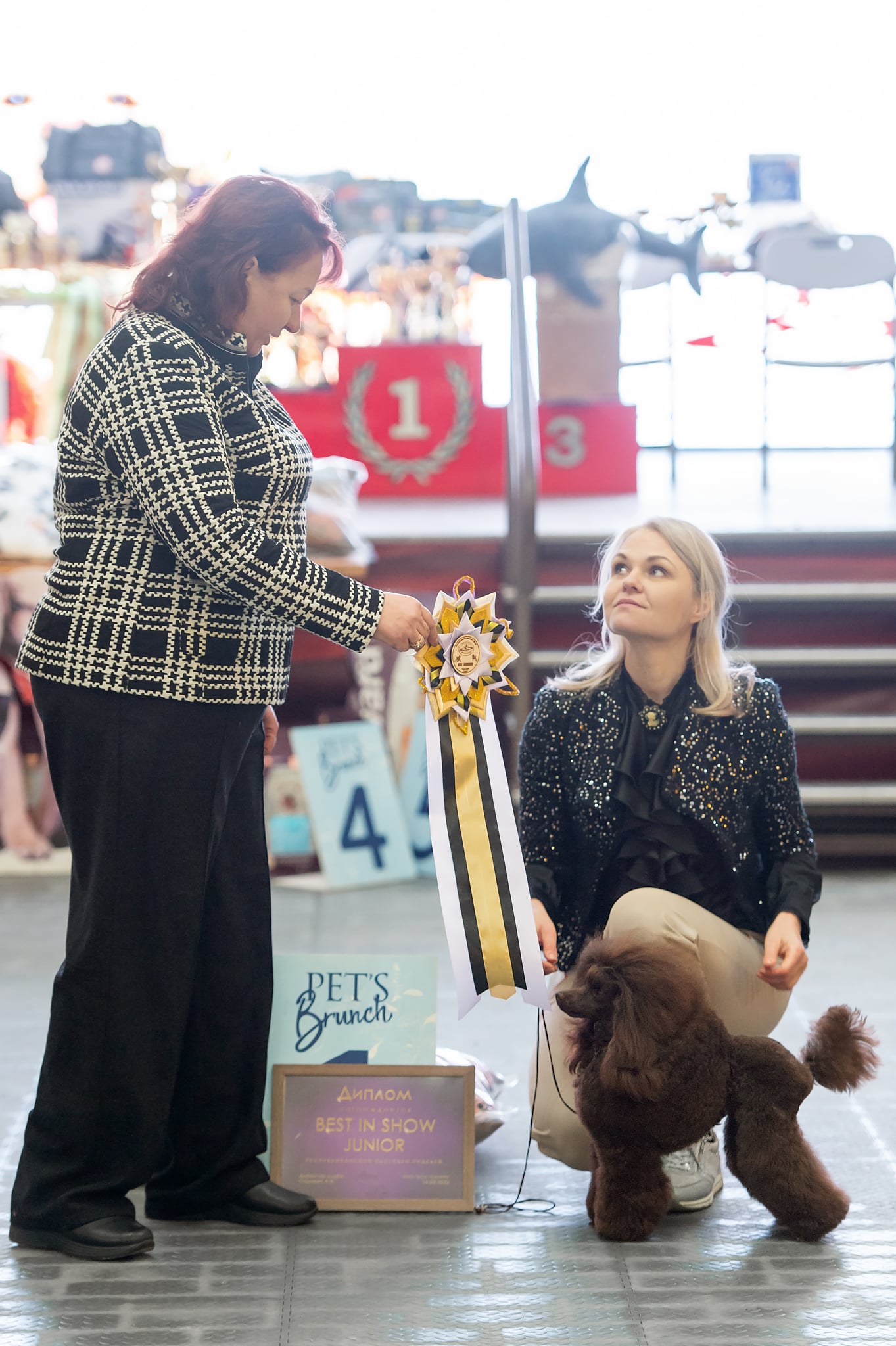 pudel toy chocolate okrasa kupit vieu minsk belarusians