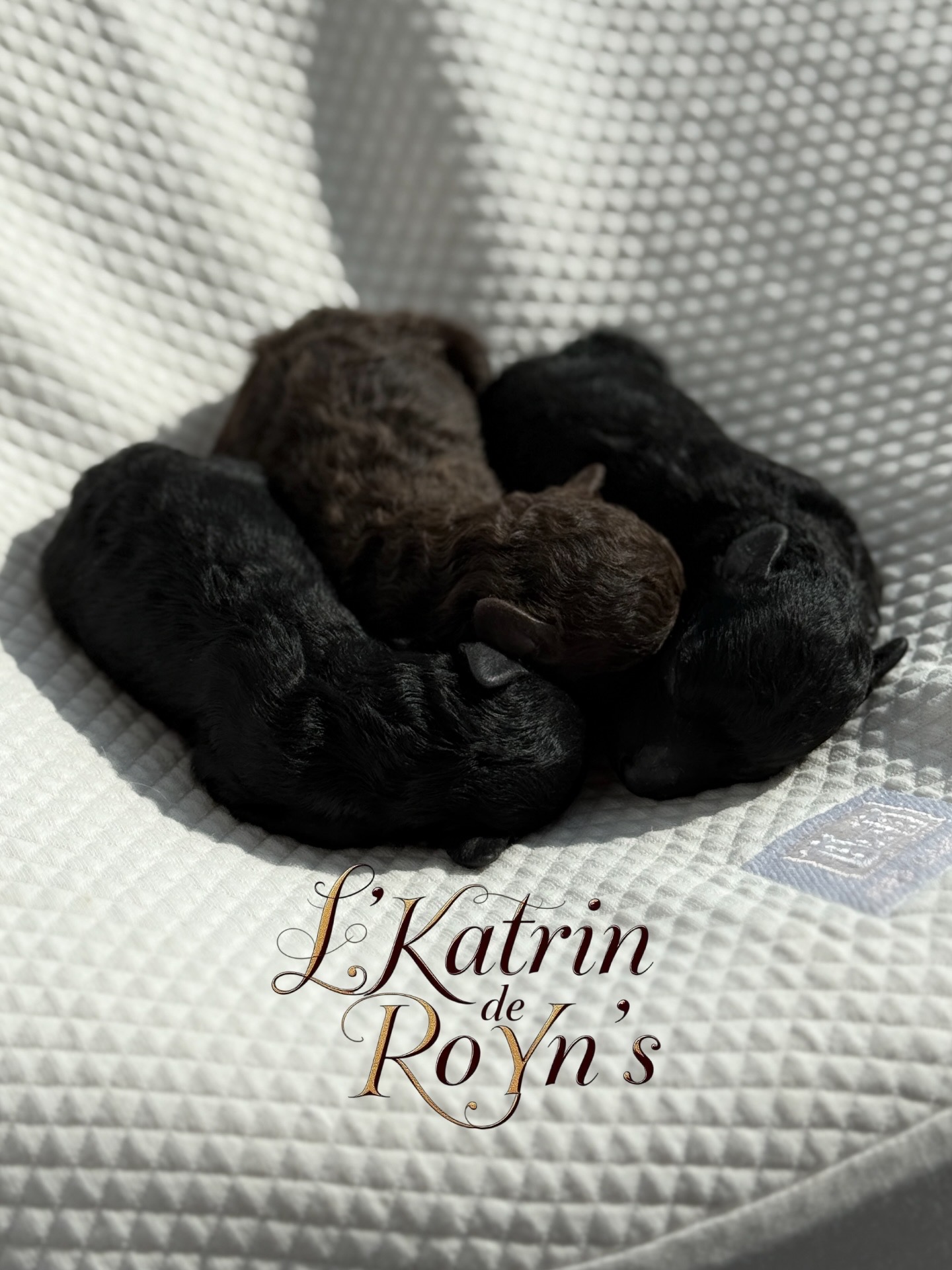 Той пудель для шоу и разведения! продажа