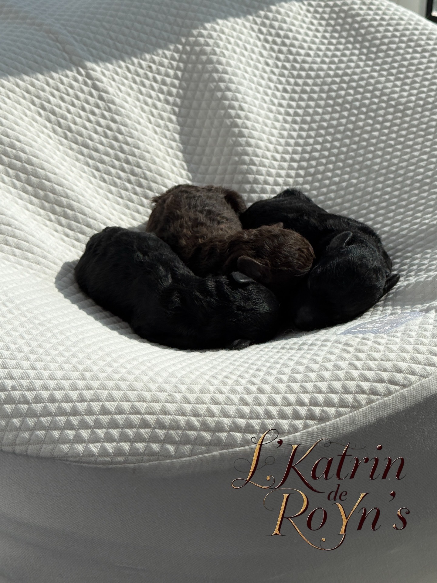 kennel FCI poodle toy brown Belarus Minsk