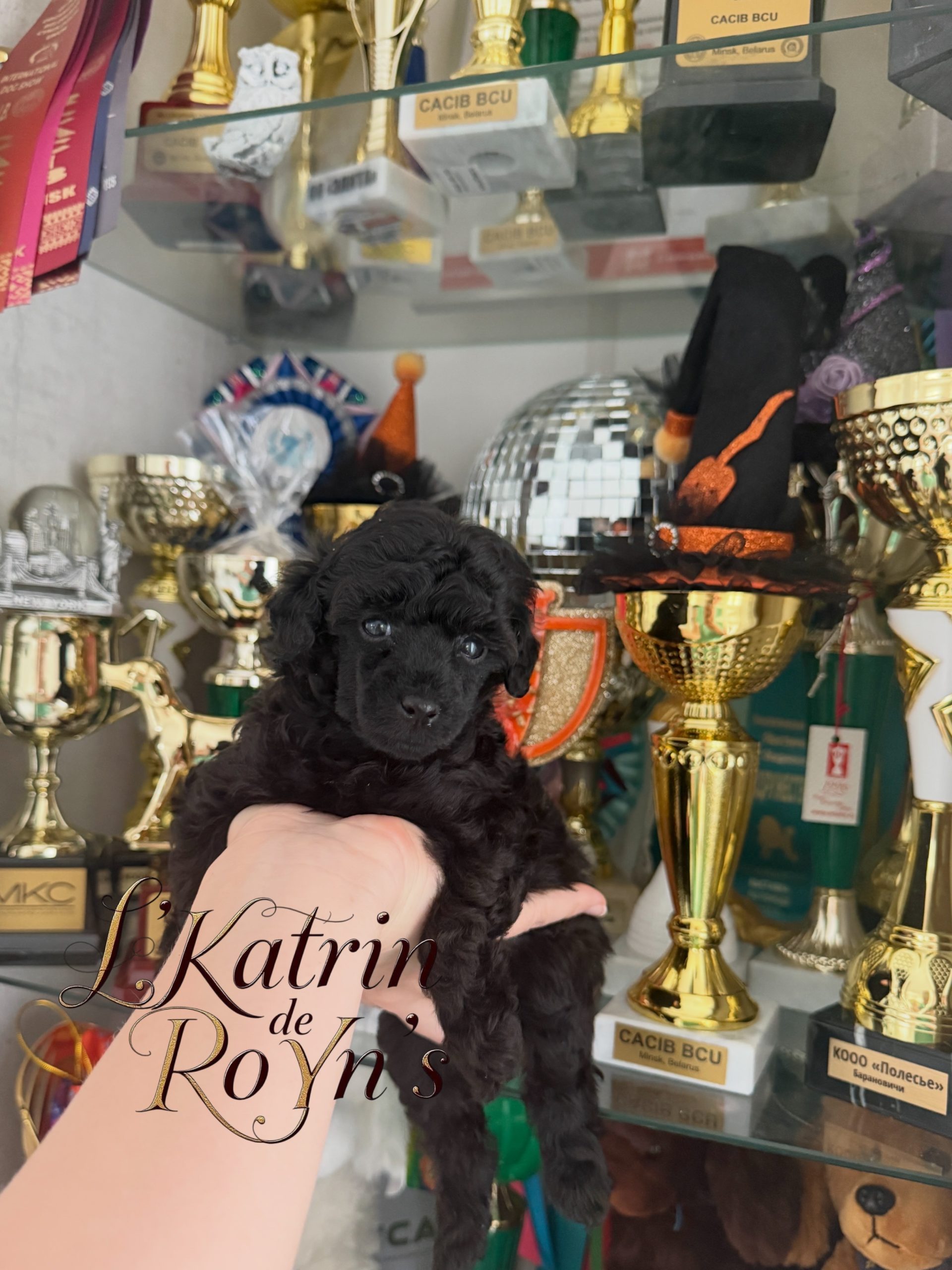 Mono-breed kennel of Toy Poodles in the Republic of Belarus , offers puppies selected breeding