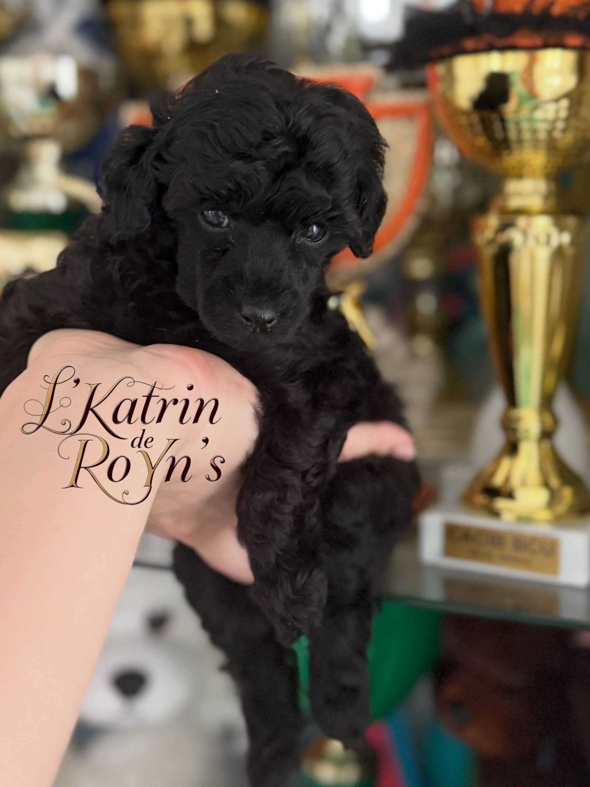 poodle toy for sale belarus minsk щенки той пуделя купить в минске