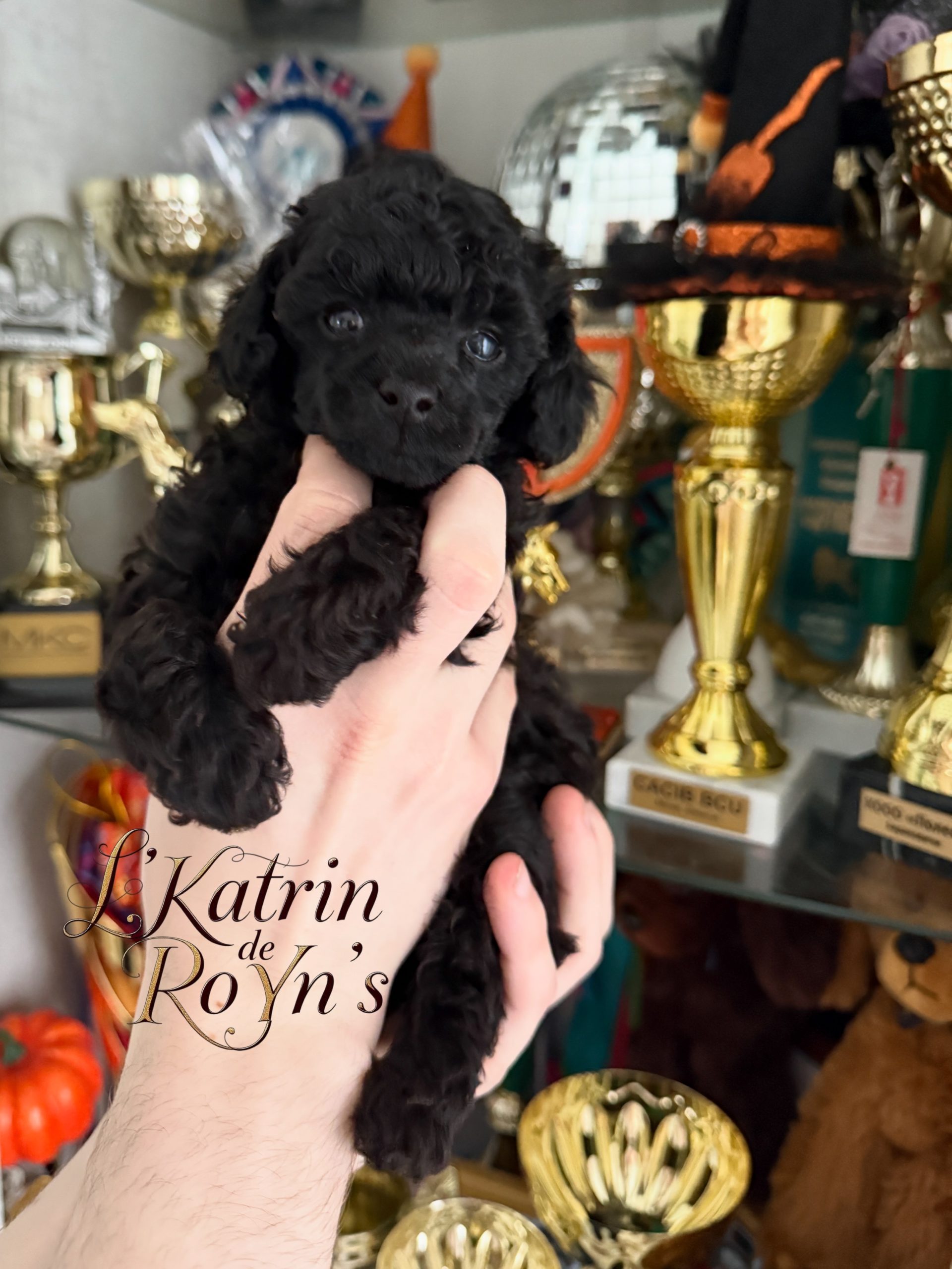 BLACK POODLE MINSK BELARUS