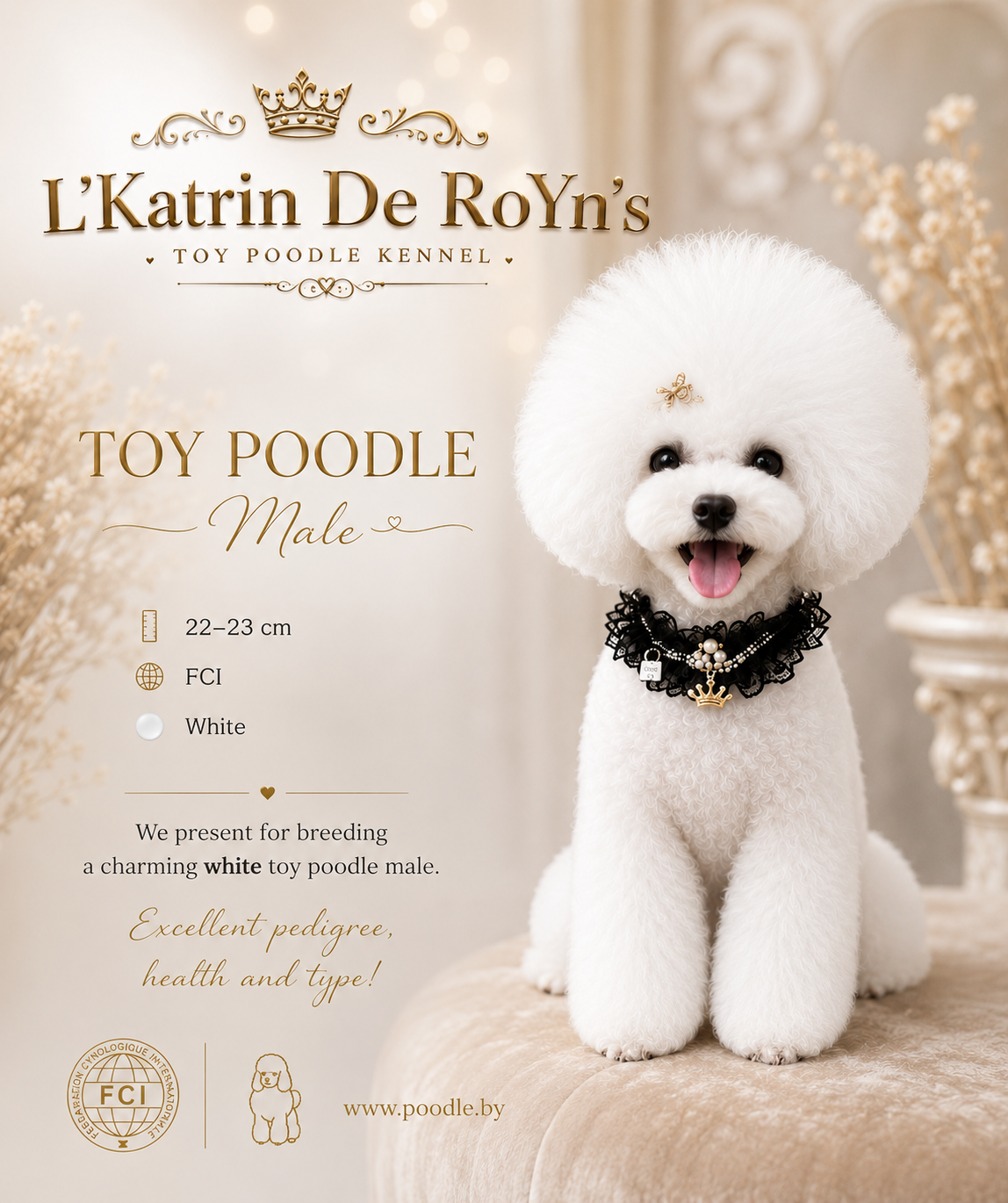 poodle toy for sale belarus minsk щенки той пуделя купить в минске