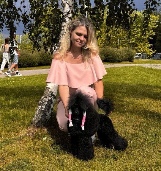 poodle toy for sale belarus minsk щенки той пуделя