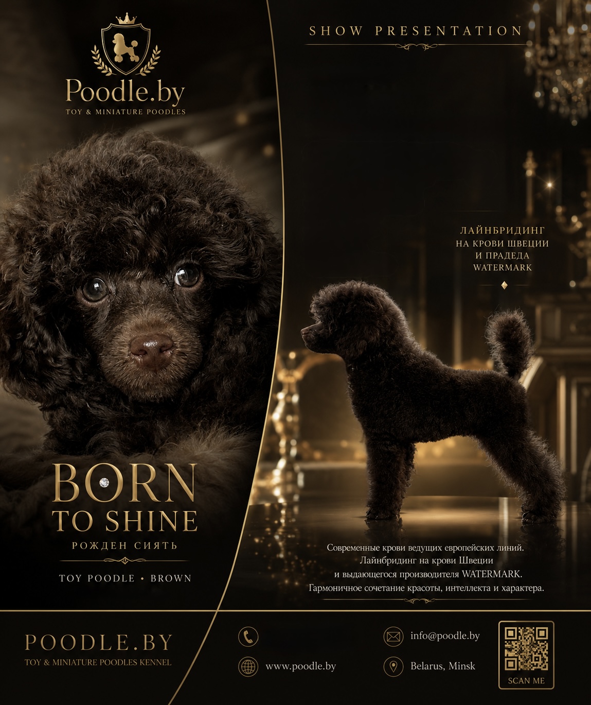 FEMALE TOY POODLE BROWN SALE PUPPY