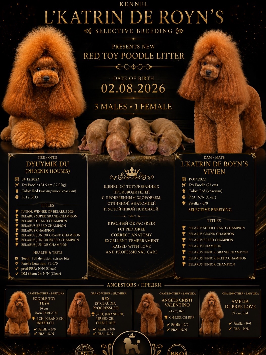 lkatrin de royns, toy poodle litter, red toy poodle, poodle puppies for sale, fci bko poodle, dyuymik du, lkatrin de royns vivien, selective breeding poodle, red poodle kennel, toy poodle puppies