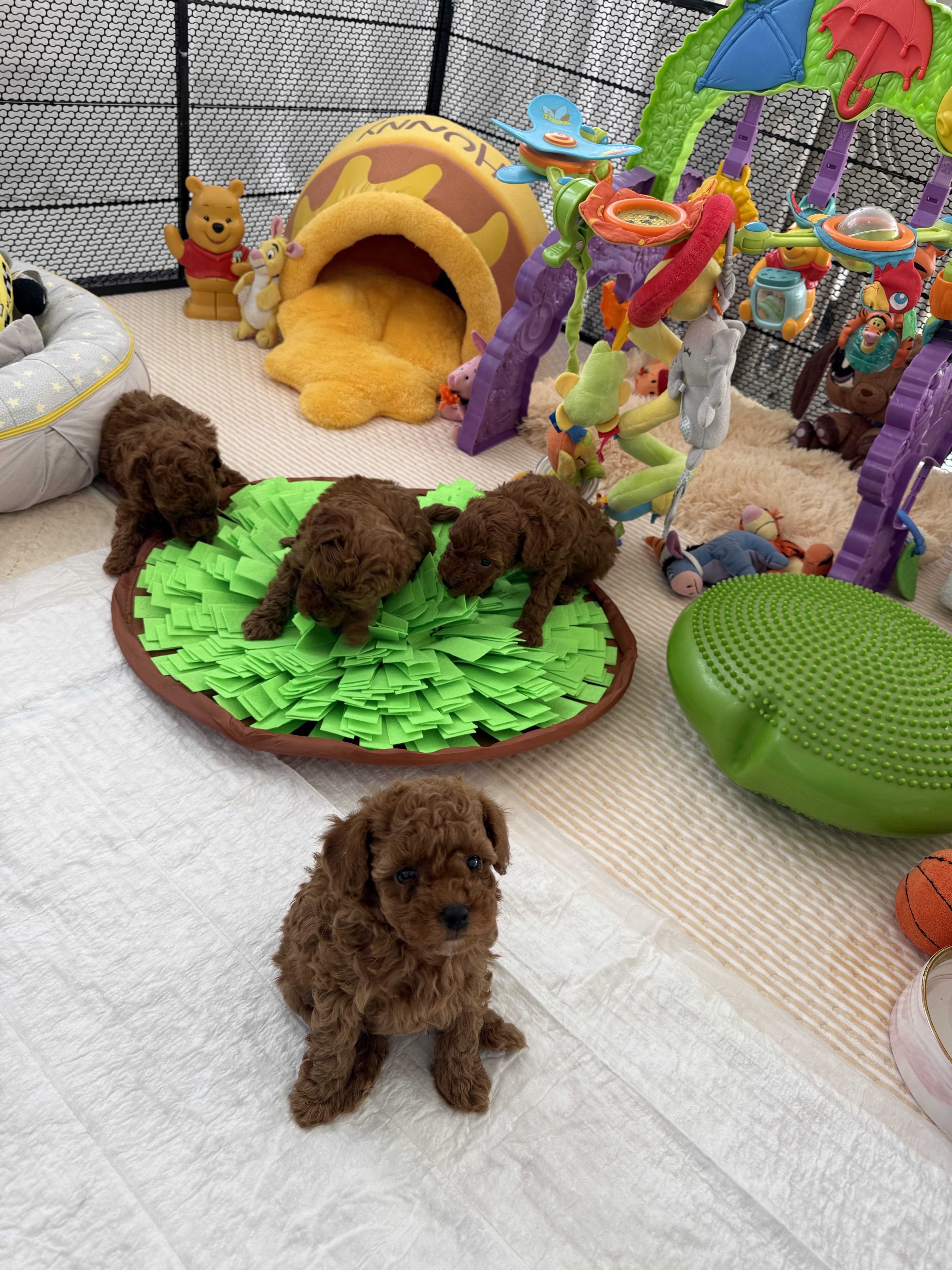 Poodle toy red brown puppy for sale Minsk belarus