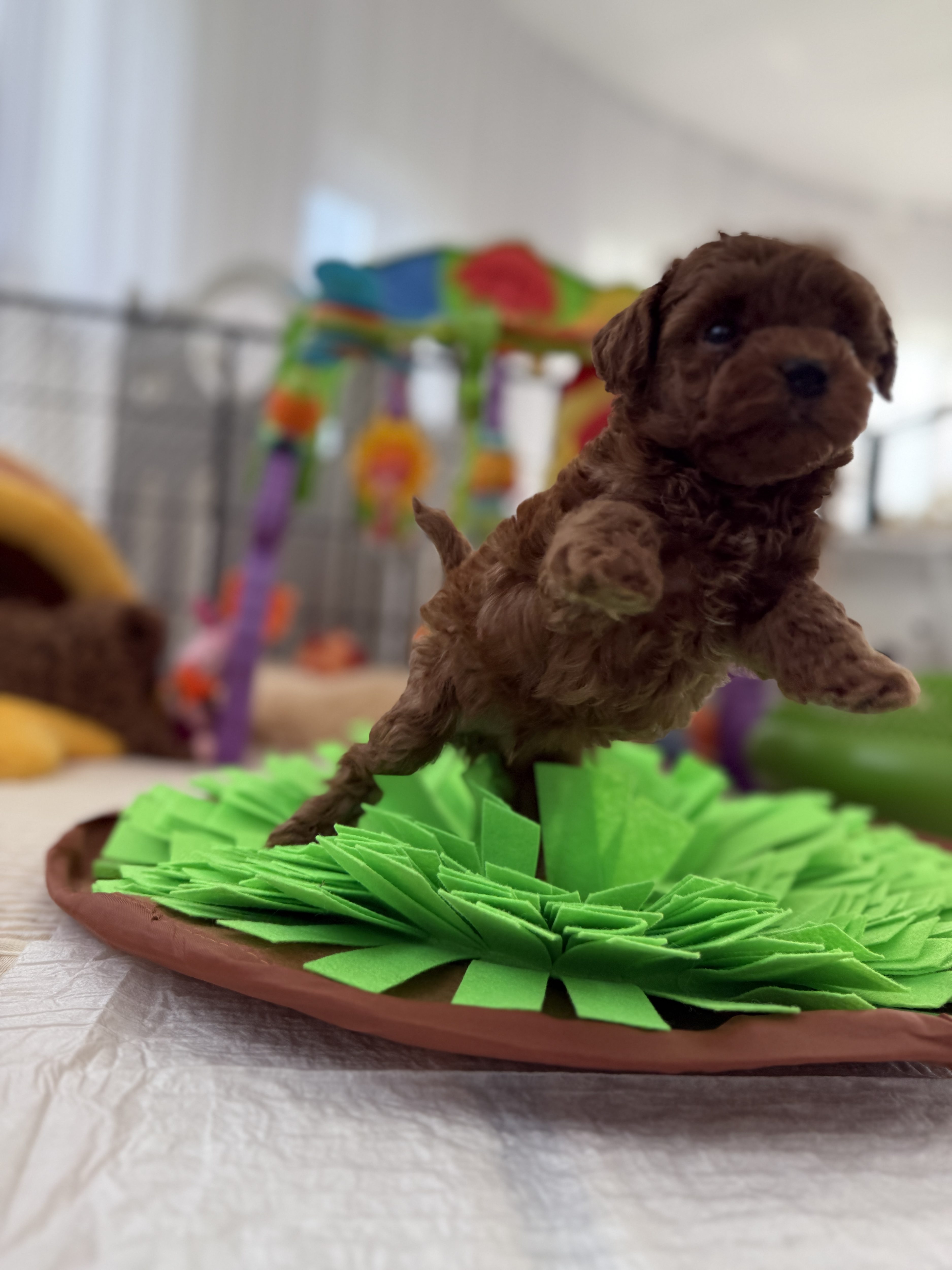 Poodle toy red brown puppy for sale Minsk belarus