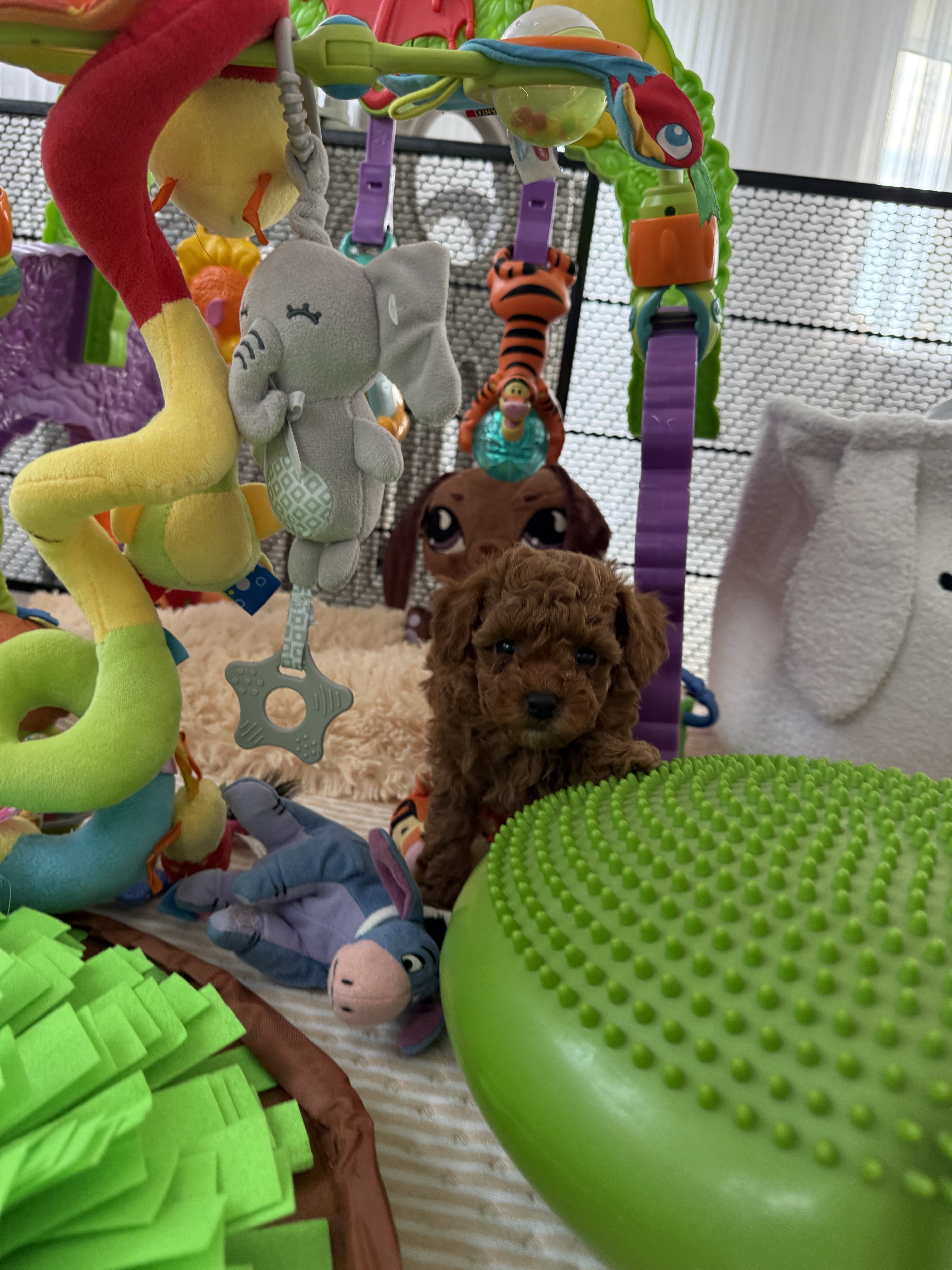 poodle toy for sale belarus minsk продажа щенков той пуделя Минск беларусь