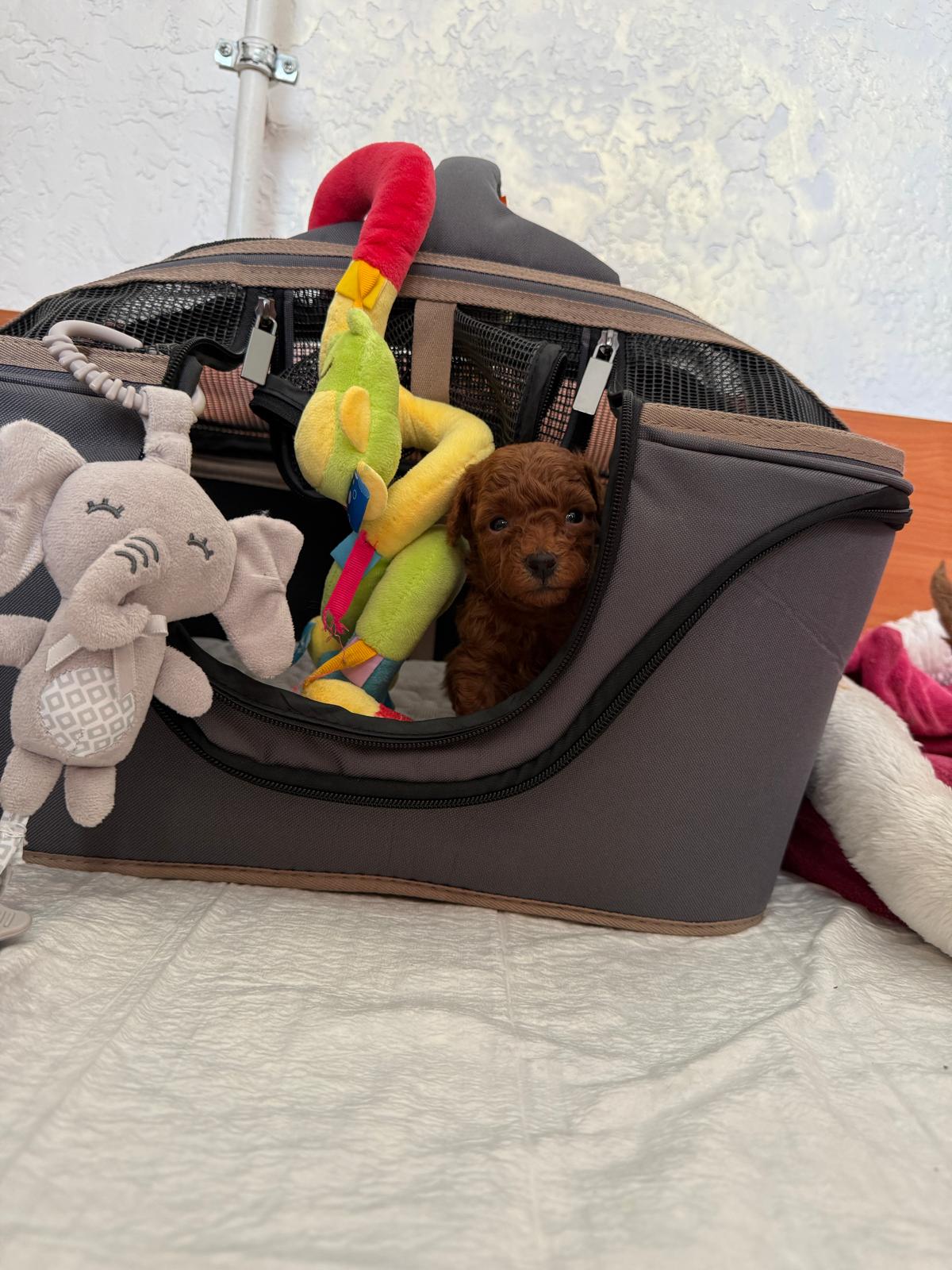 poodle toy for sale belarus minsk продажа щенков той пуделя Минск беларусь