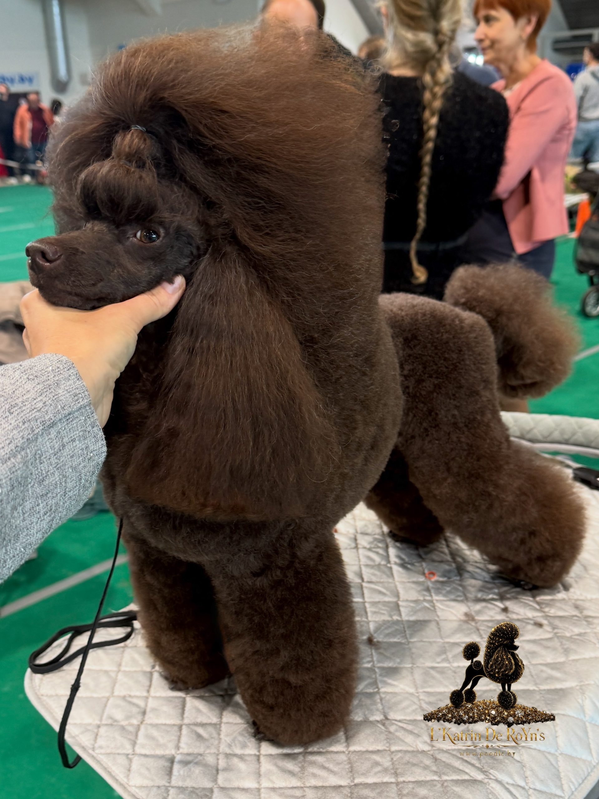 SANLIS GRAD DE ROYNS POODLE brown пудель миниатюрный кобель на вязку Беларусь
