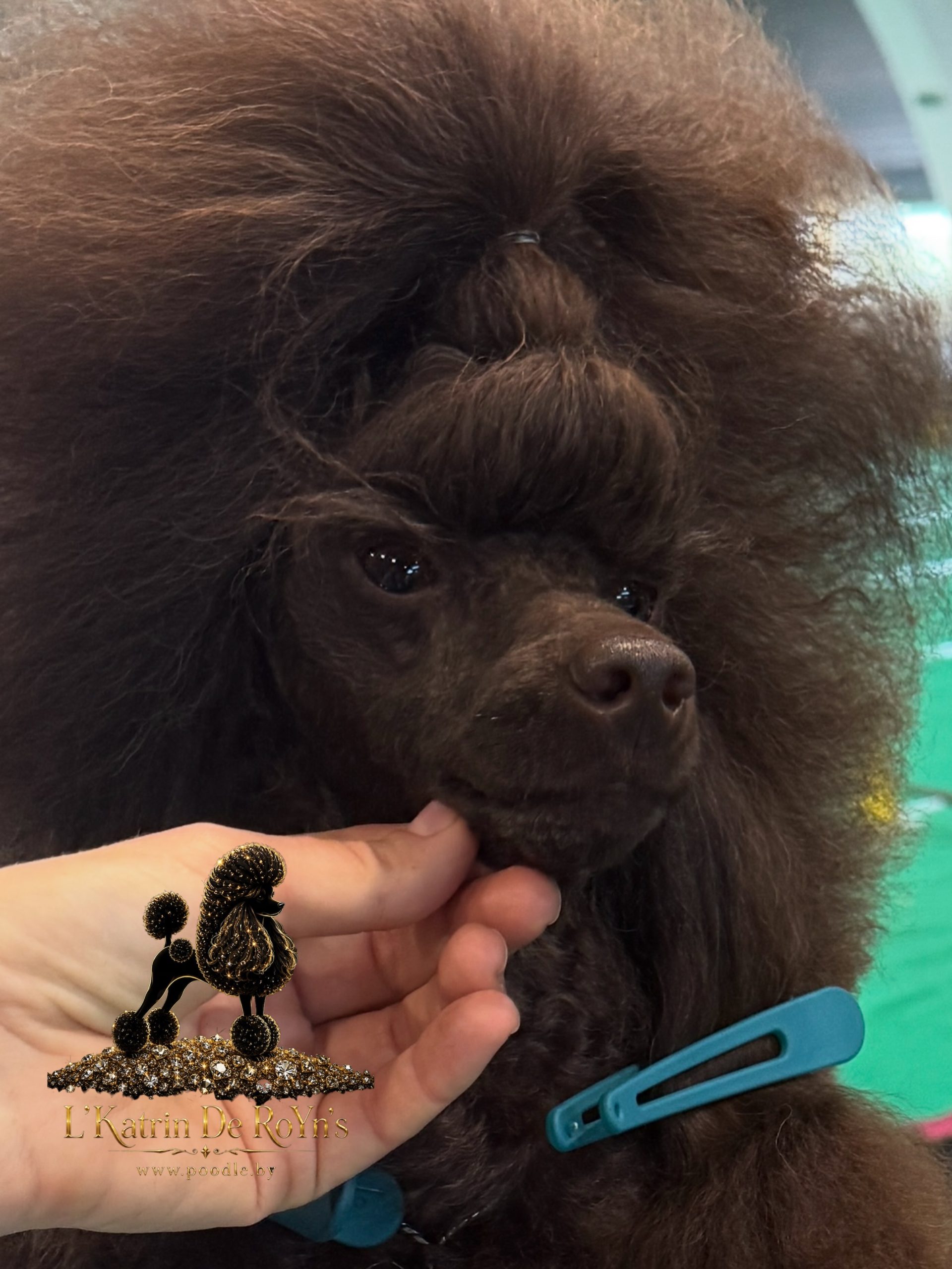 Mono-breed kennel of Toy Poodles in the Republic of Belarus , offers puppies selected breeding