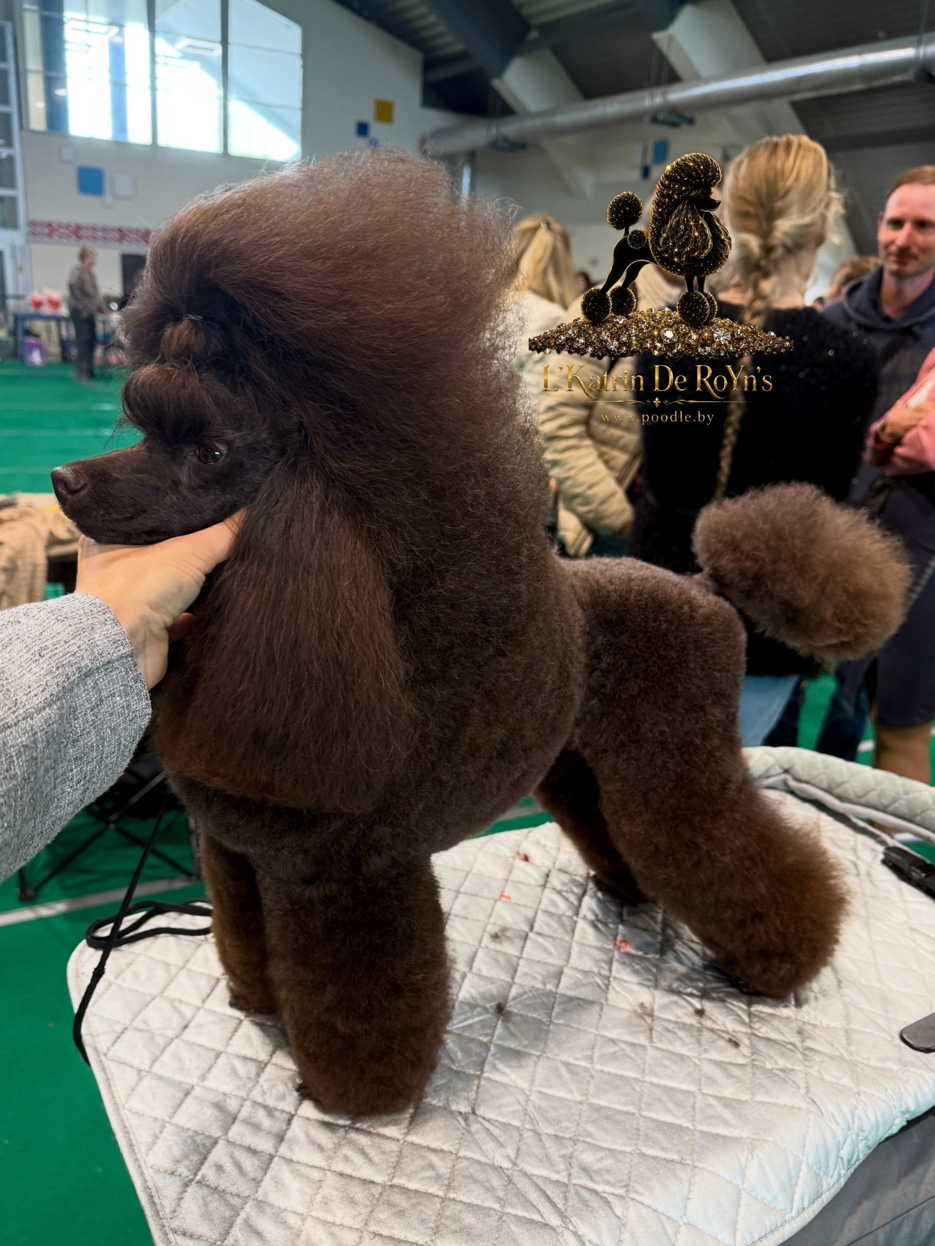 puddle toy brown available Minsk Belarus