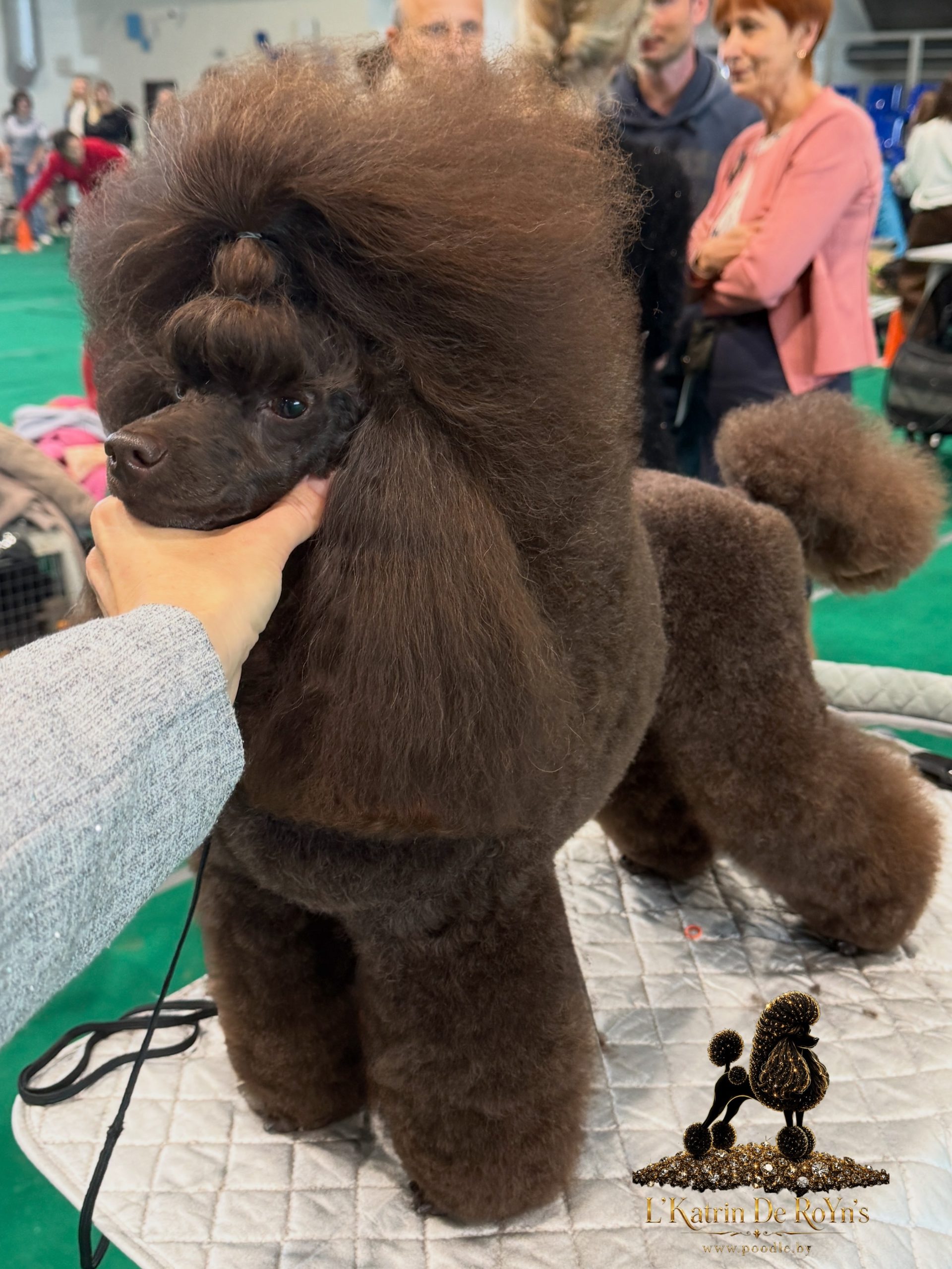 lkatrin de royns, toy poodle litter, red toy poodle, poodle puppies for sale, fci bko poodle, dyuymik du, lkatrin de royns vivien, selective breeding poodle, red poodle kennel, toy poodle puppies