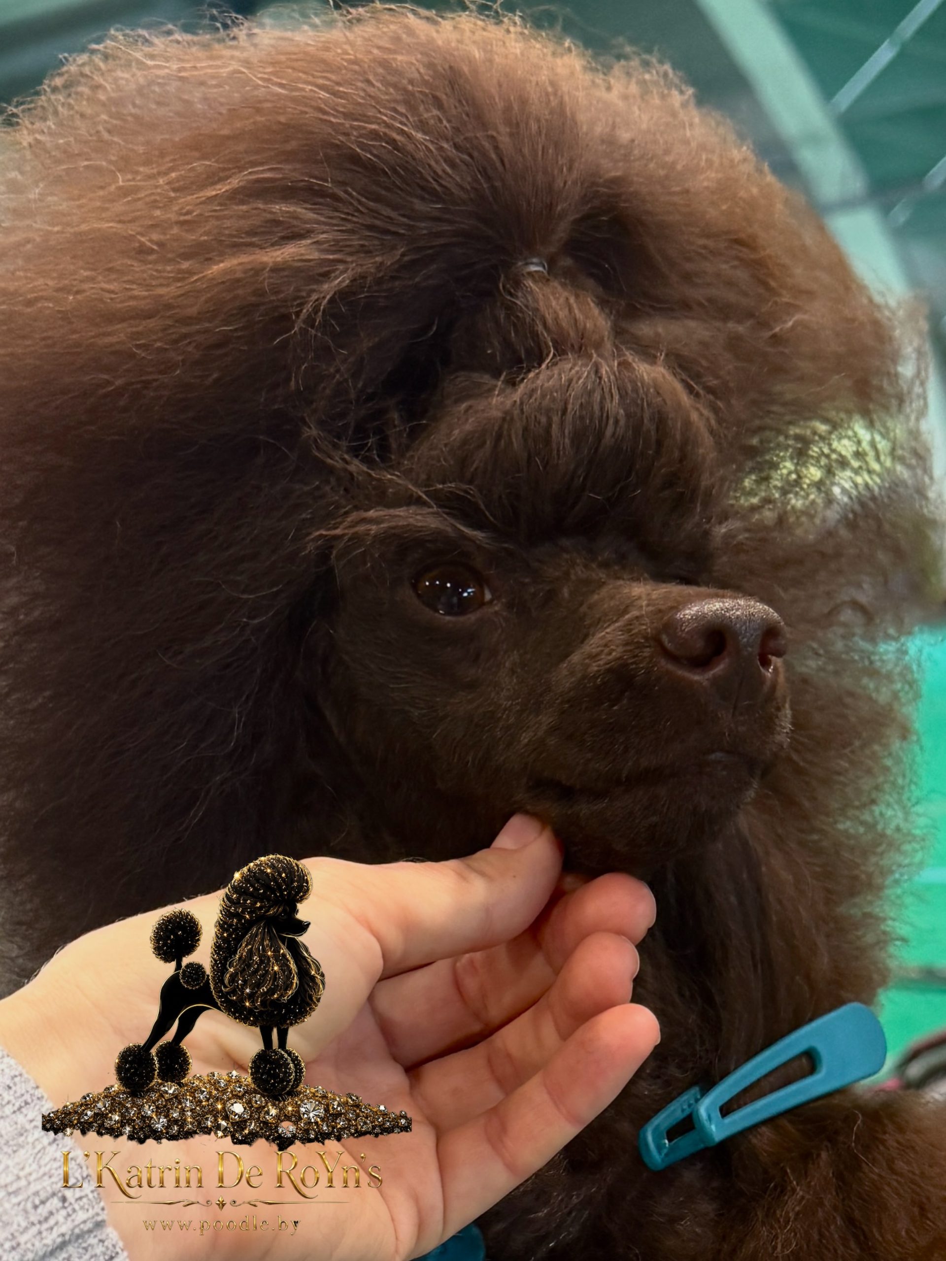Mono-breed kennel of Toy Poodles in the Republic of Belarus , offers puppies selected breeding