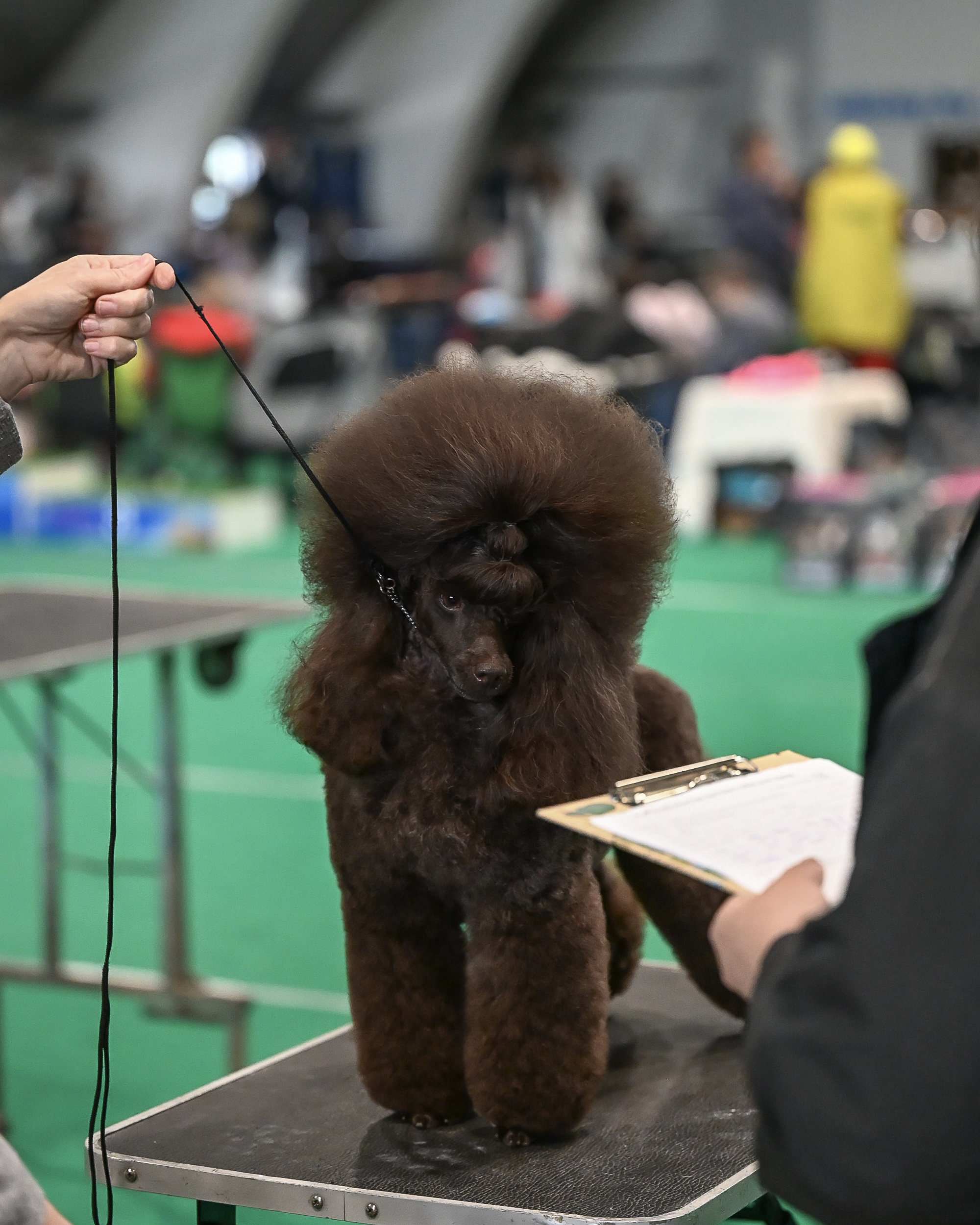 male puddle toy brown available Minsk Belarus