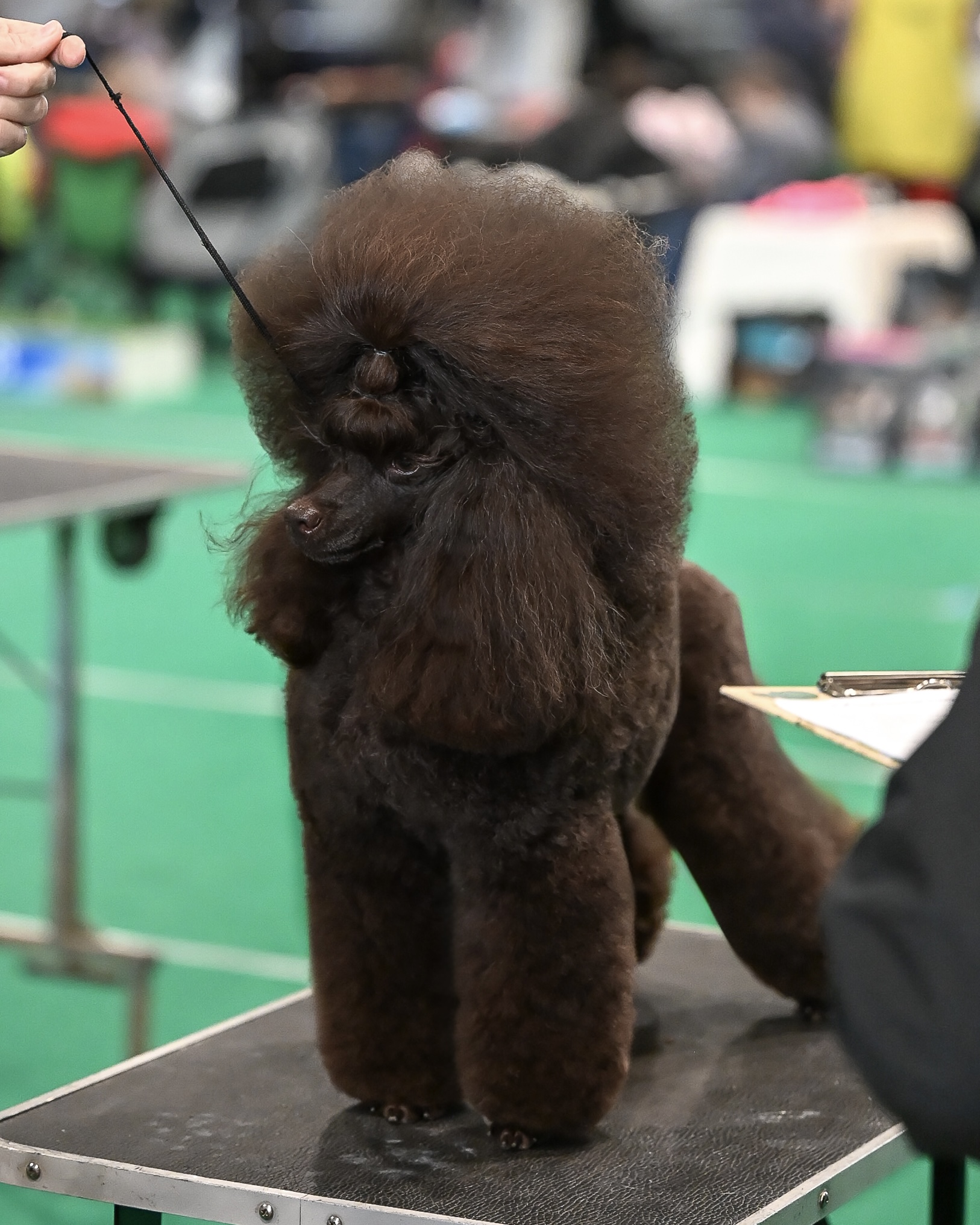 SANLIS GRAD DE ROYNS POODLE brown пудель миниатюрный кобель на вязку Беларусь